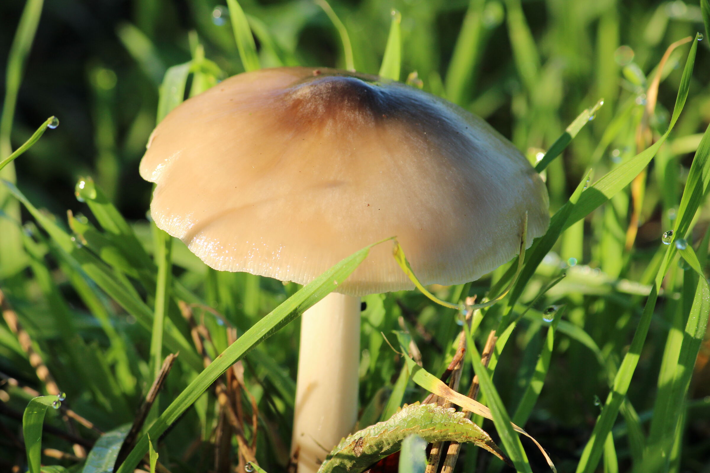 Country mushroom