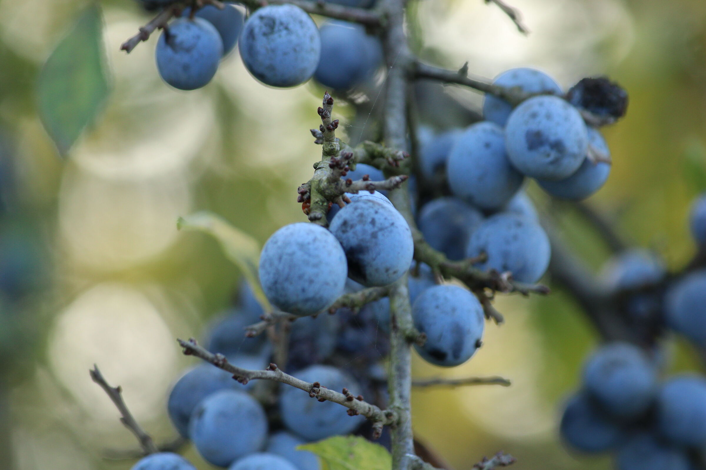Wild blackthorn