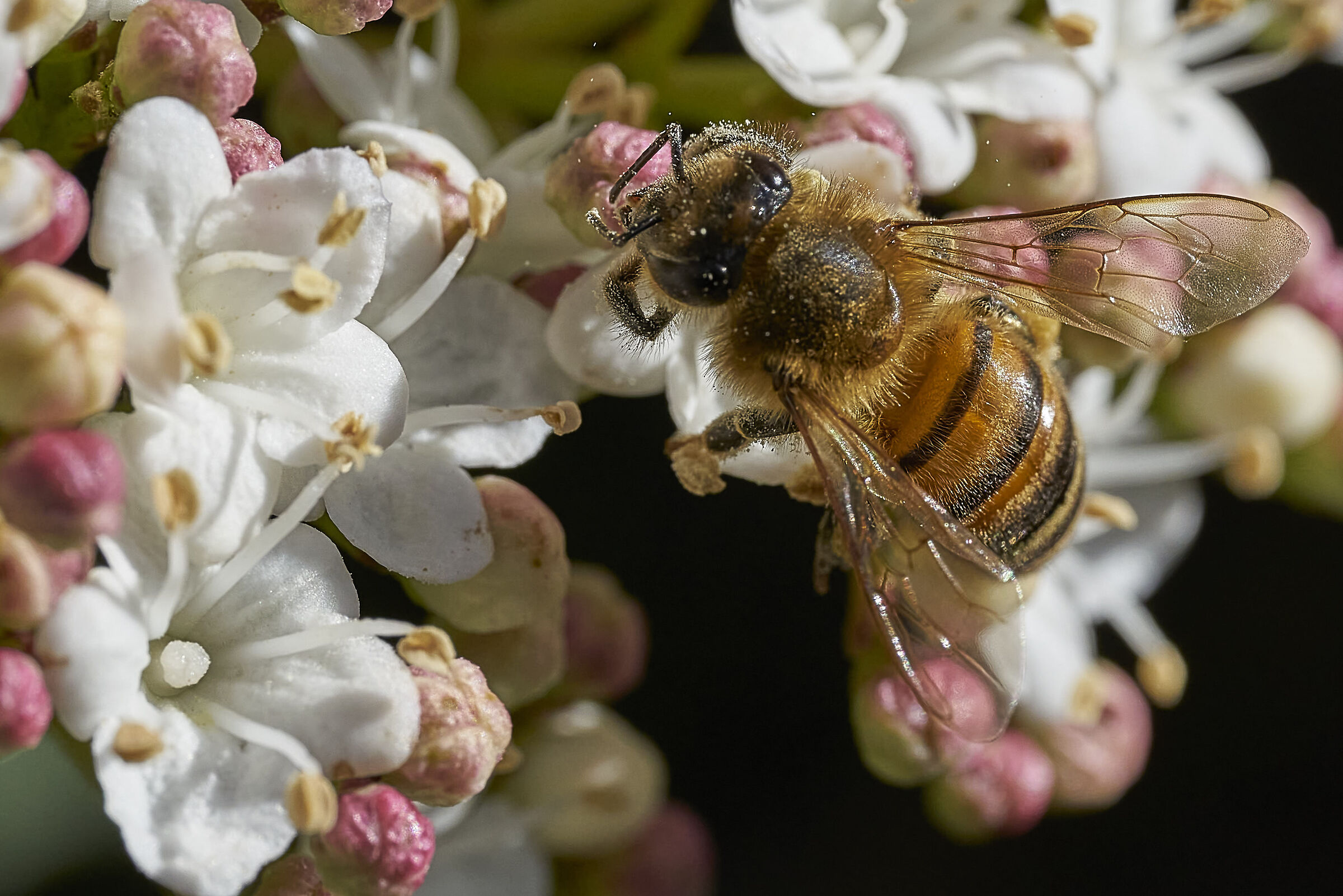 Impollinarsi