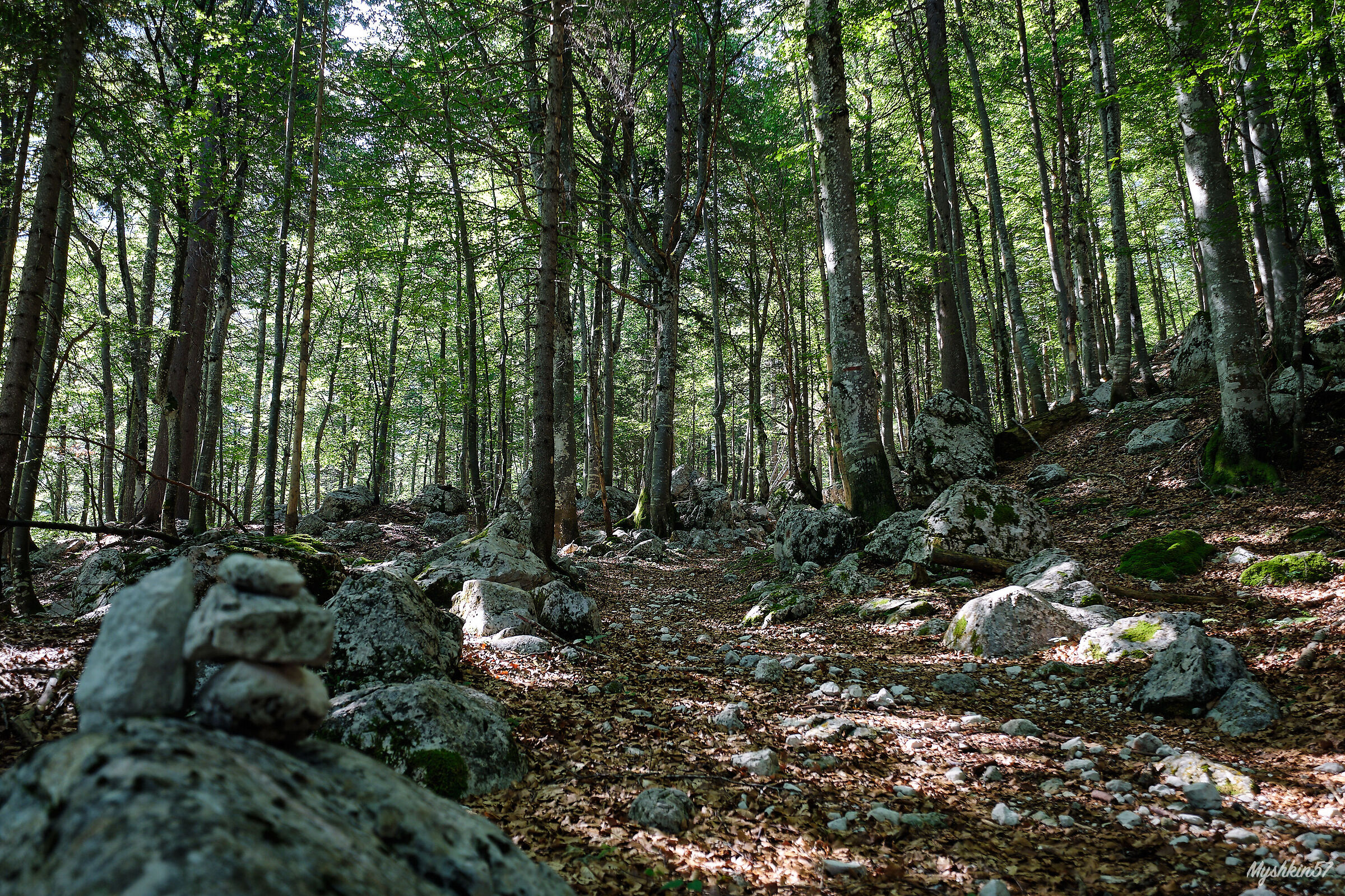 Beech forest