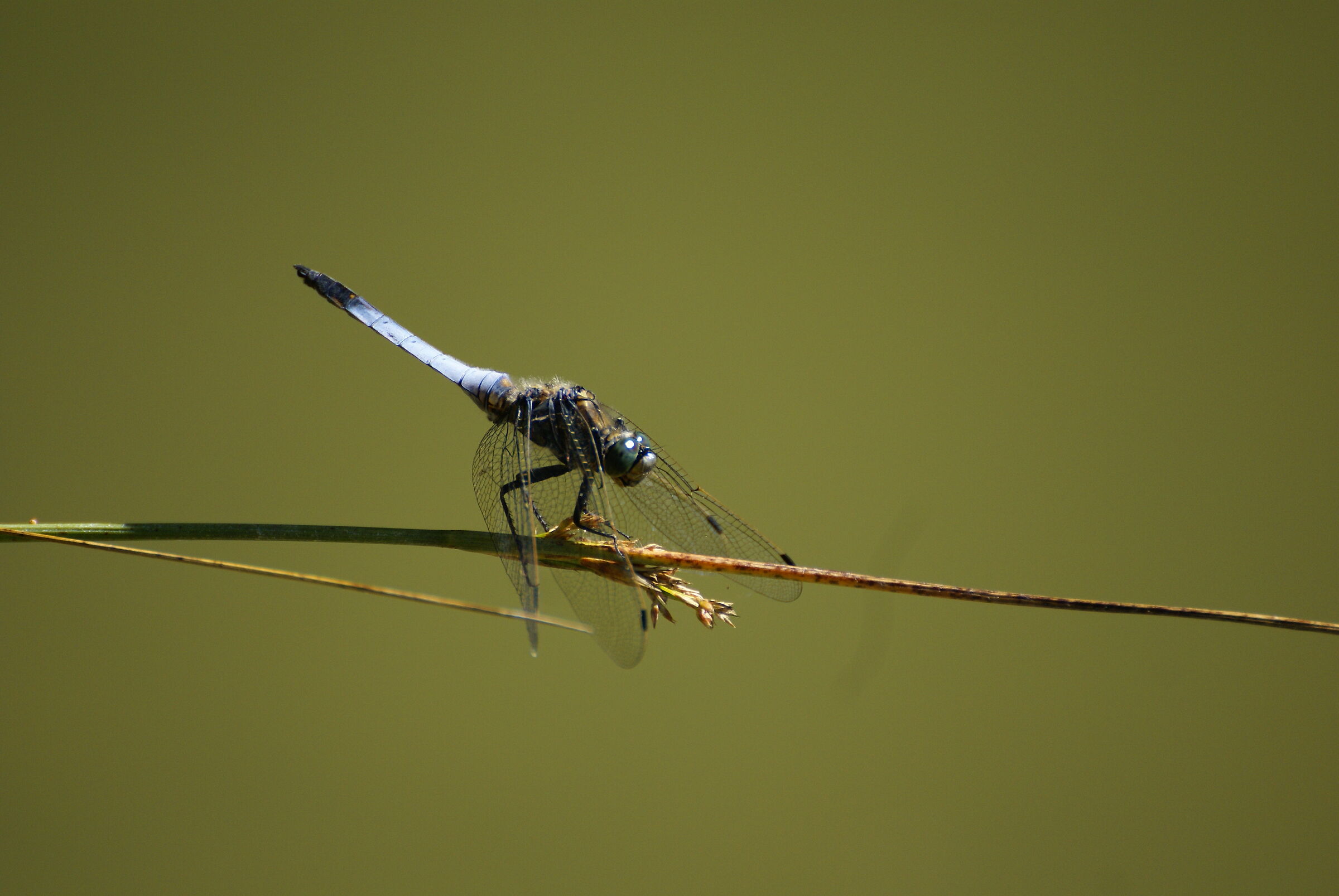 Libellula