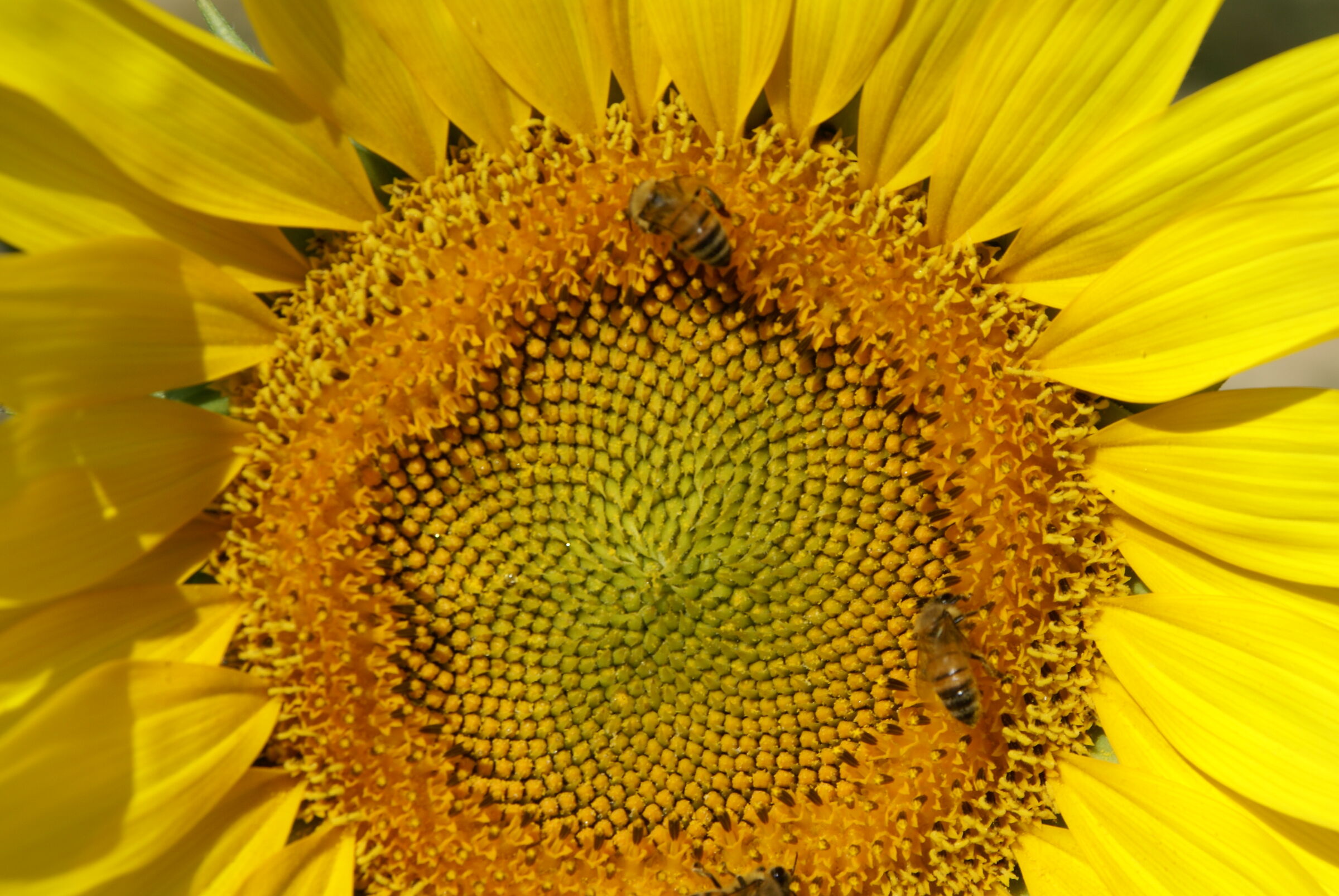 "Vita" su girasole