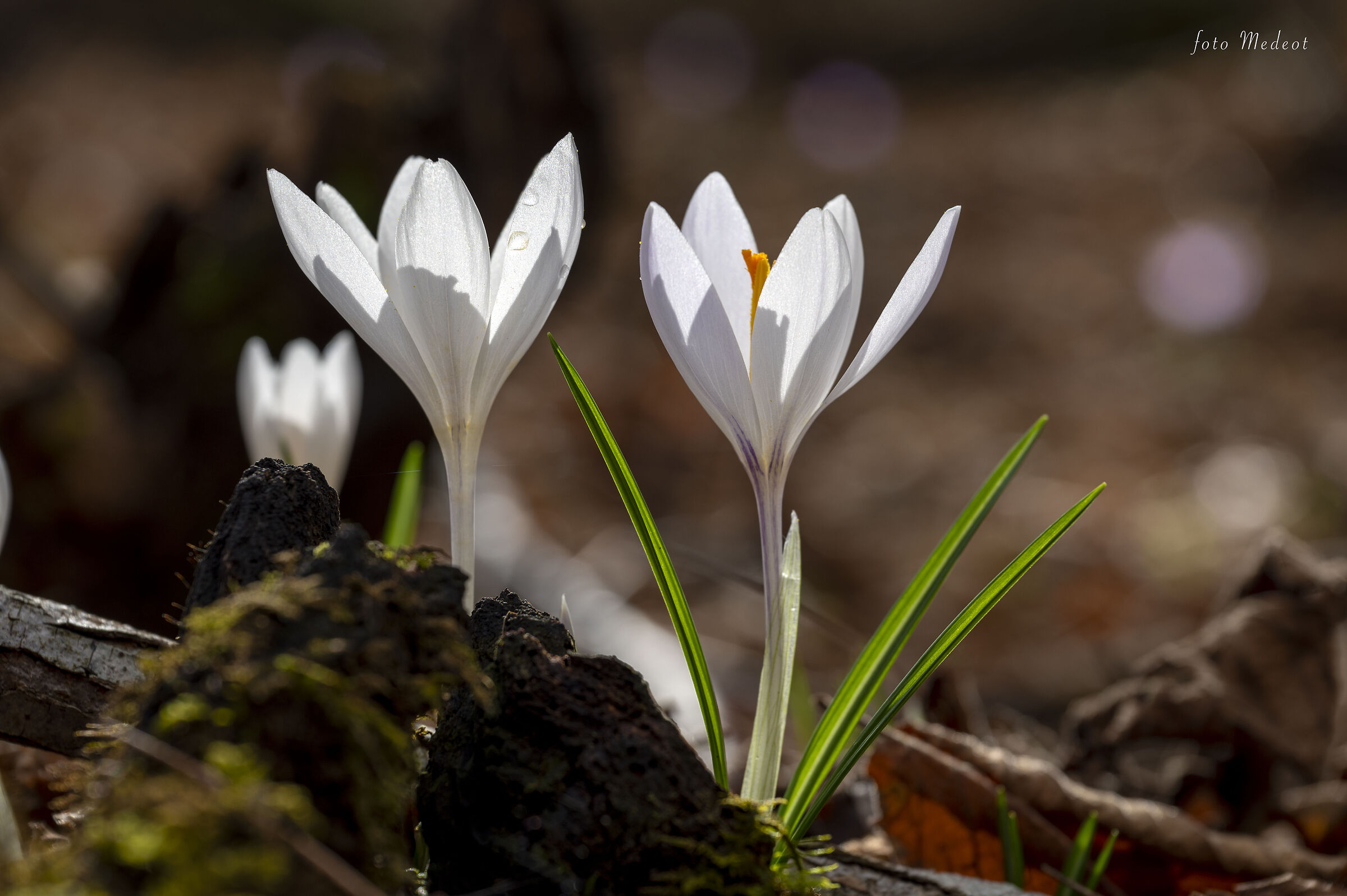 Assaggio di primavera.