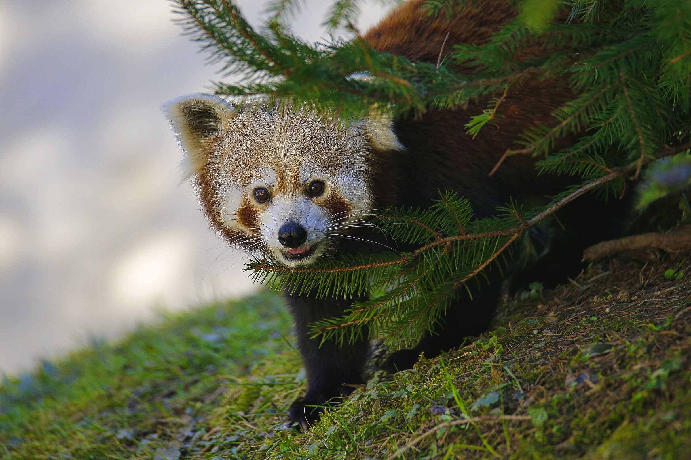 1dx tamron 150-600 g2