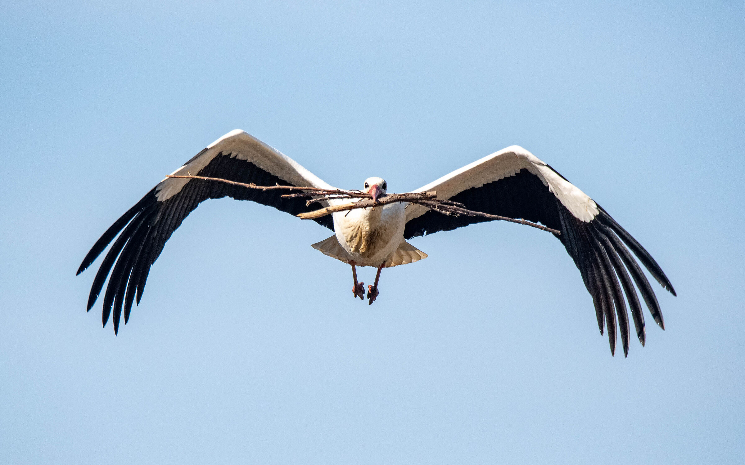 p*The Stork nest preparation