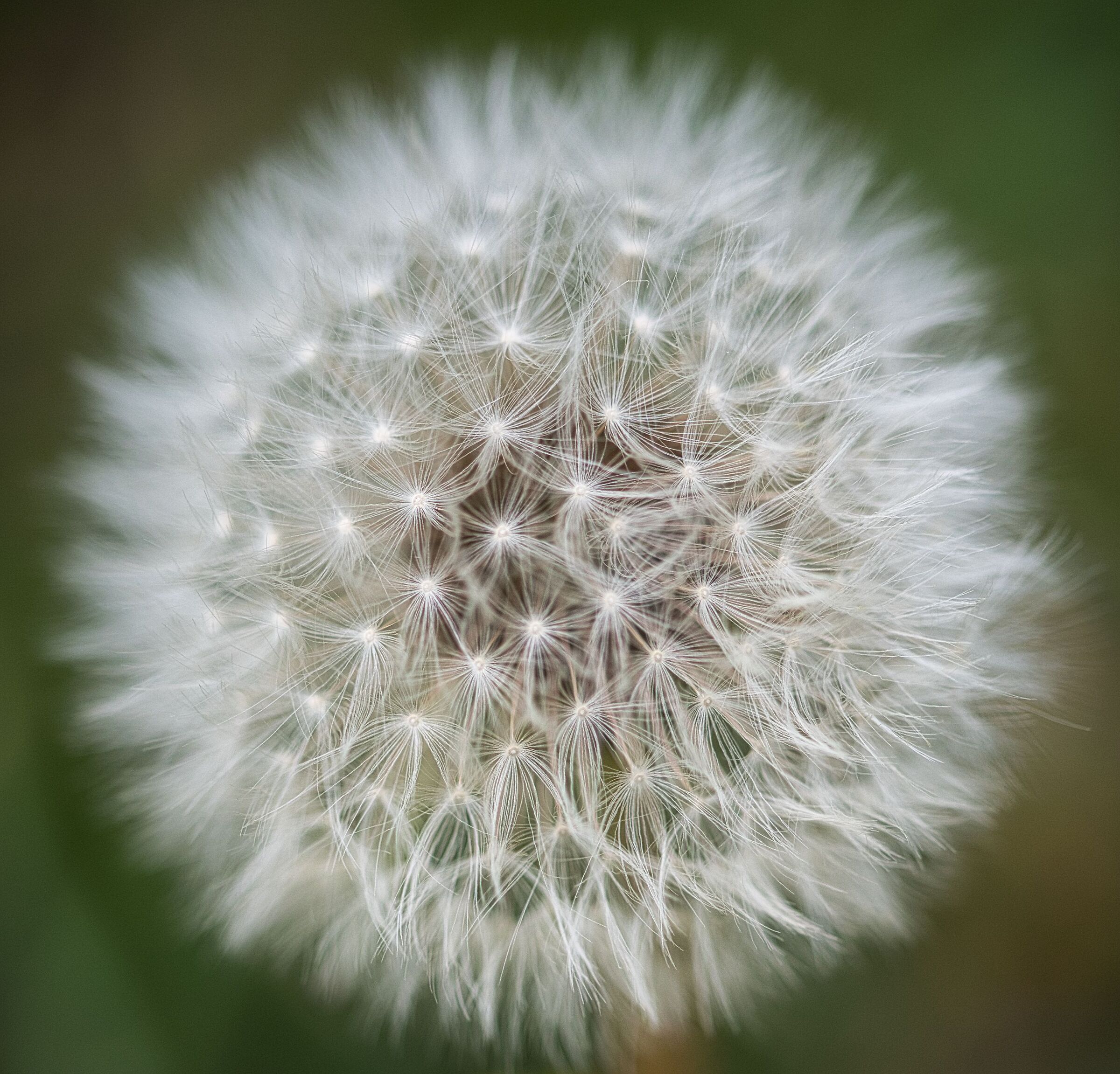 Dandelion