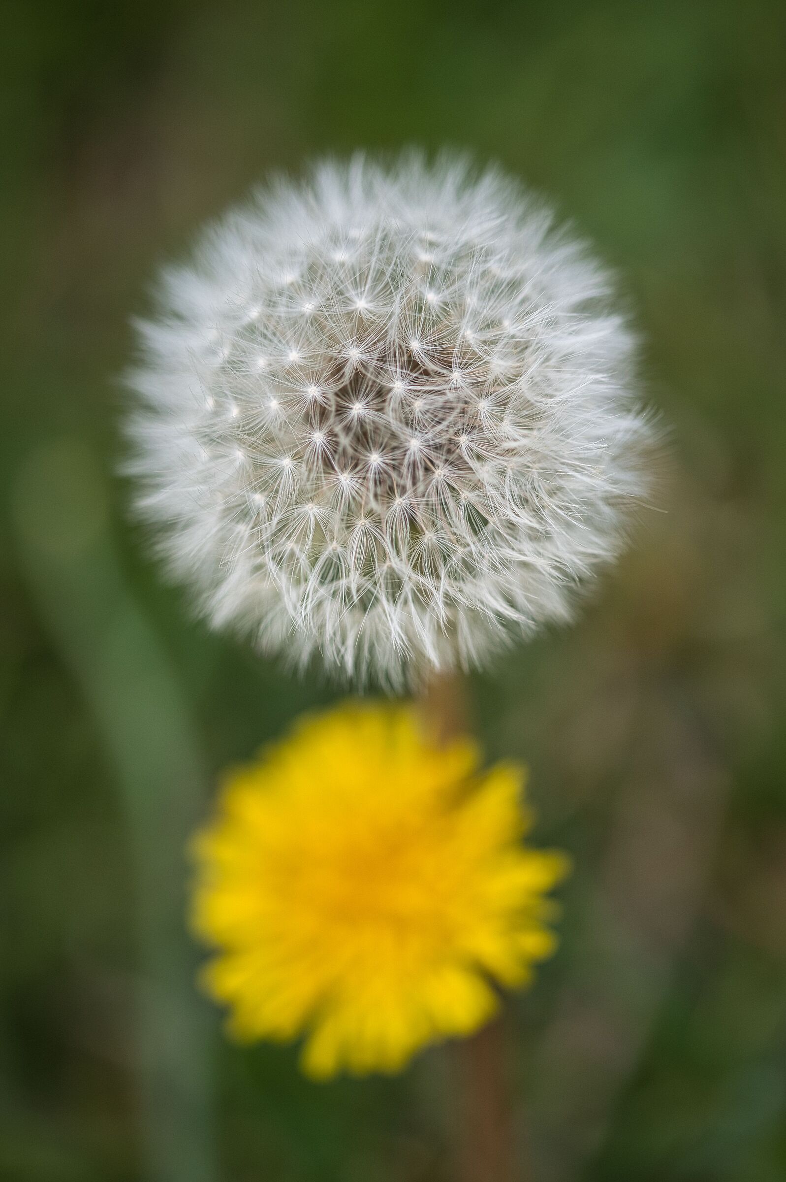 Dandelion