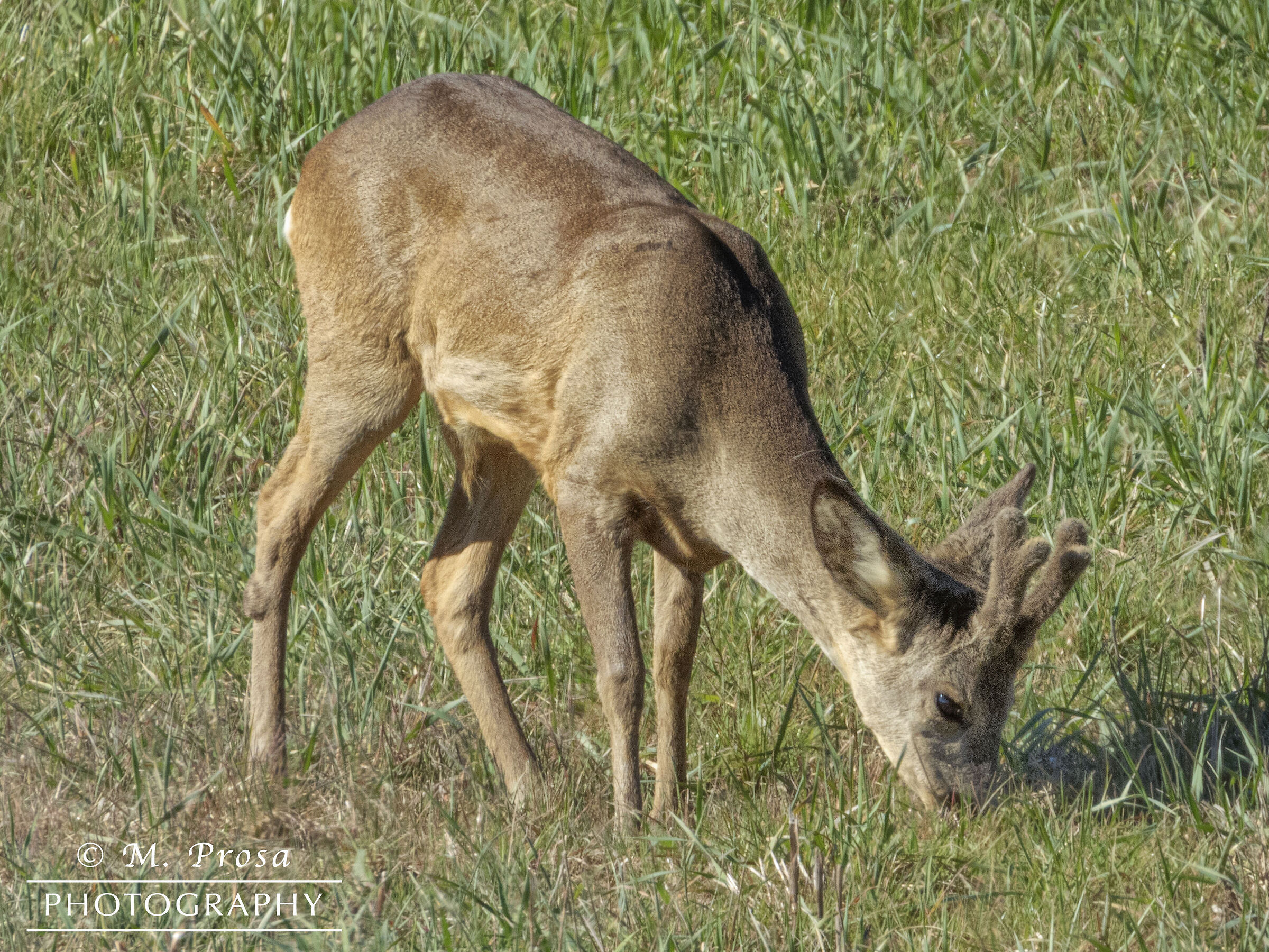 Spuntino pomeridiano