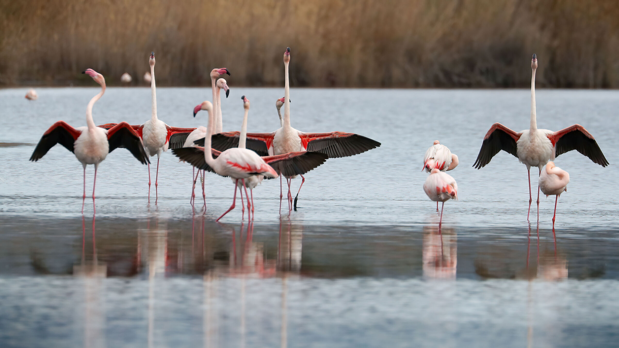 Pink Flamingo Wedding Parades 2022