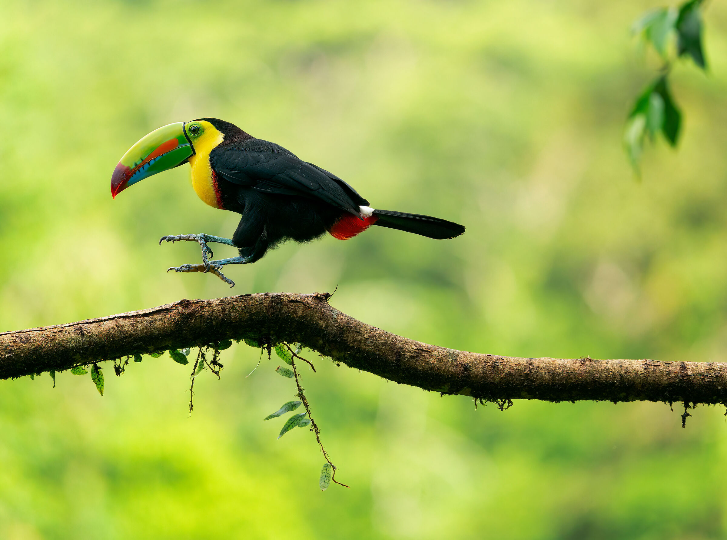 Jumping Toucan