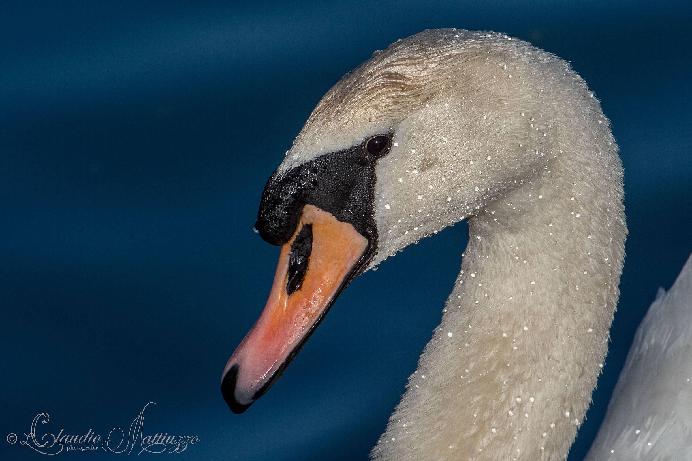 swan