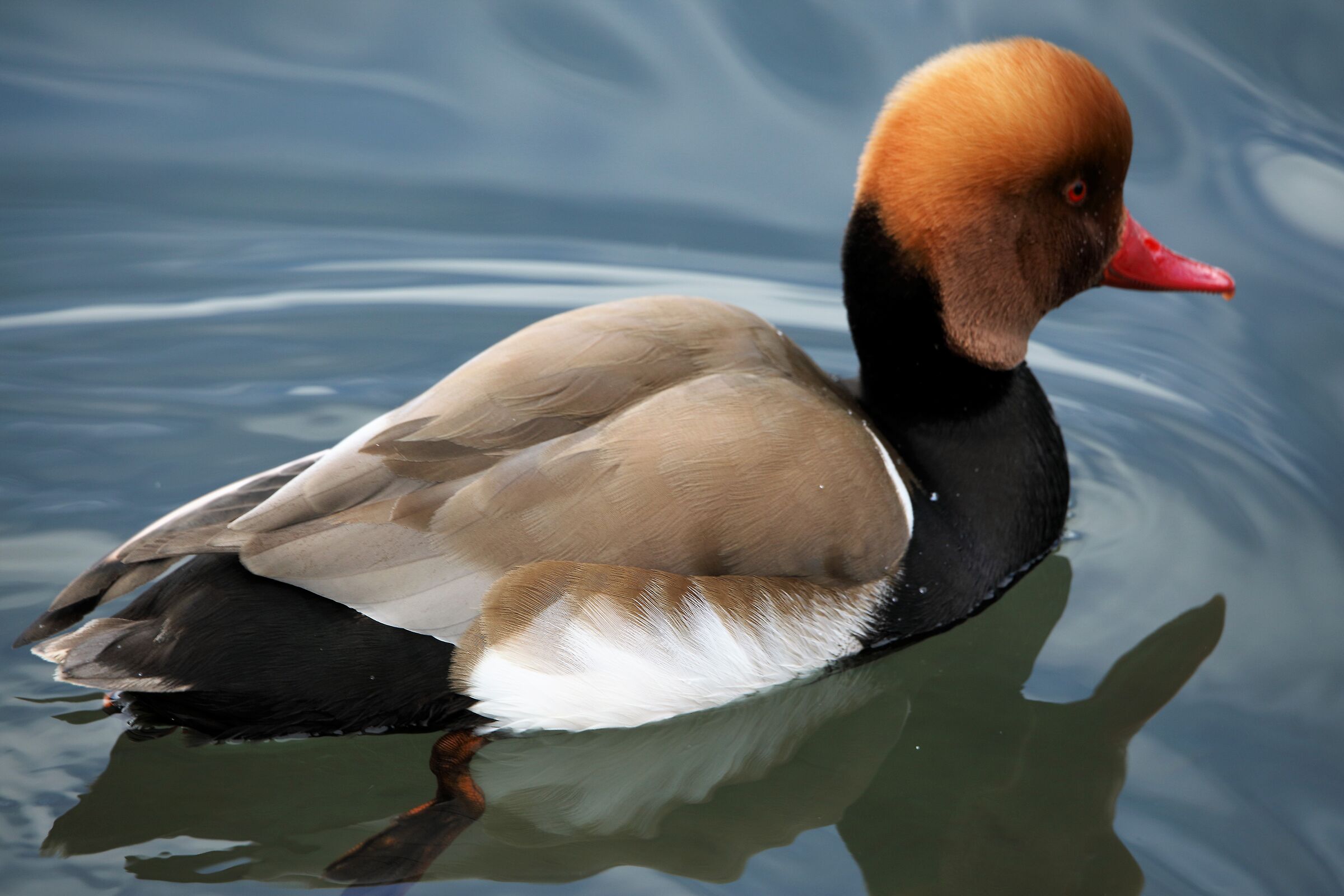 net rufina 16-02-2022