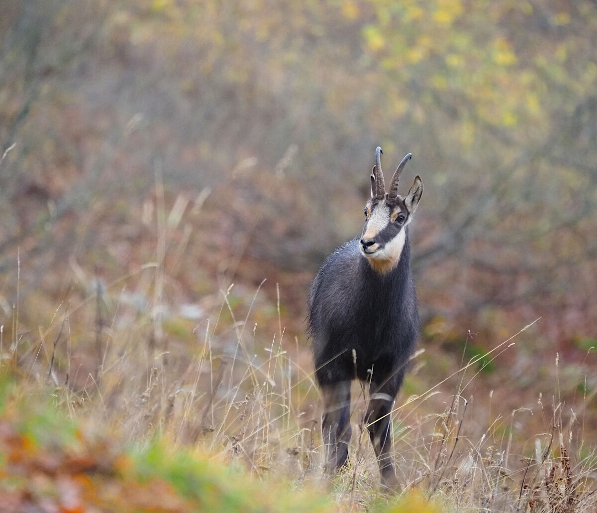 Meetings in the woods