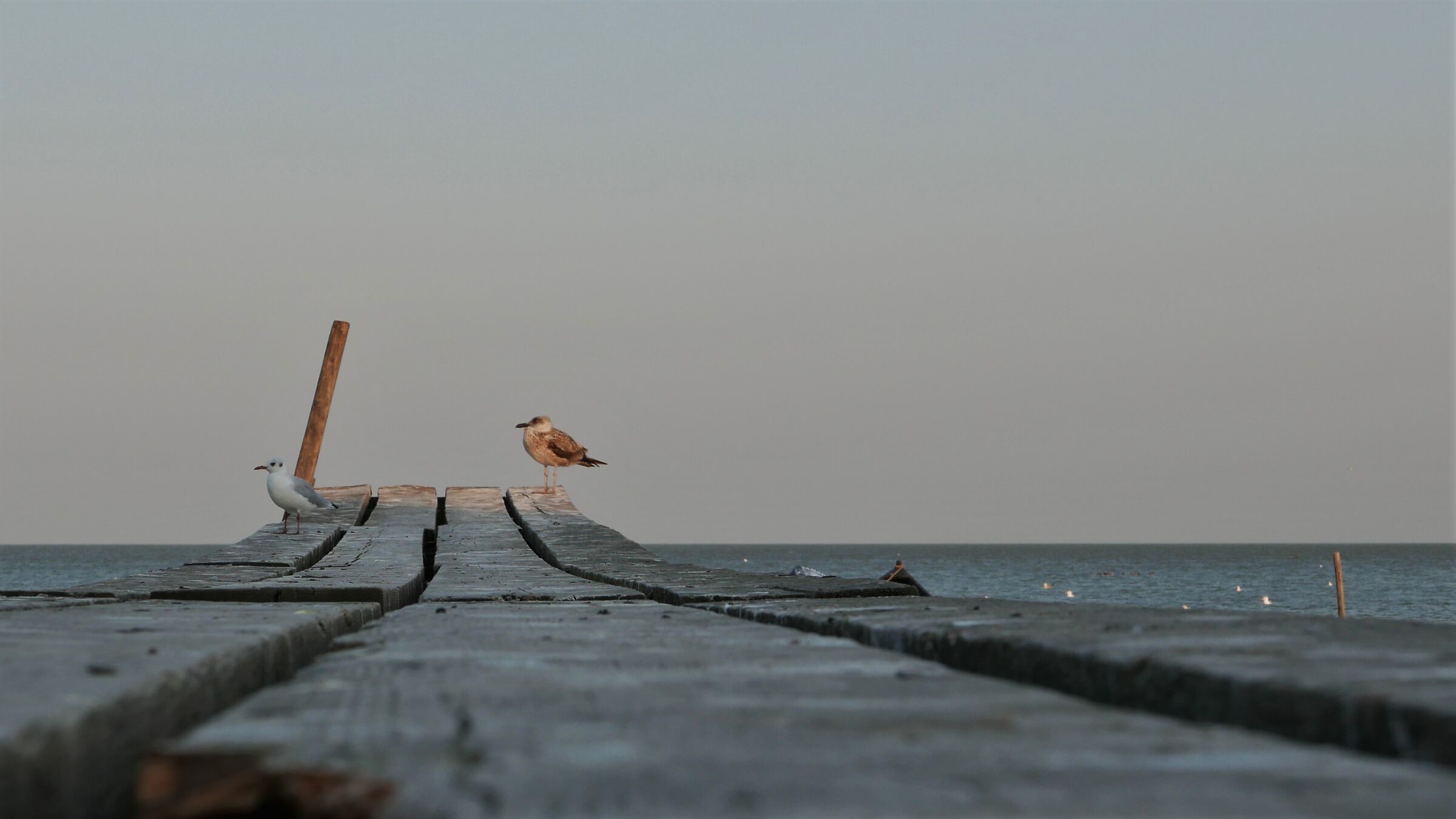 gulls