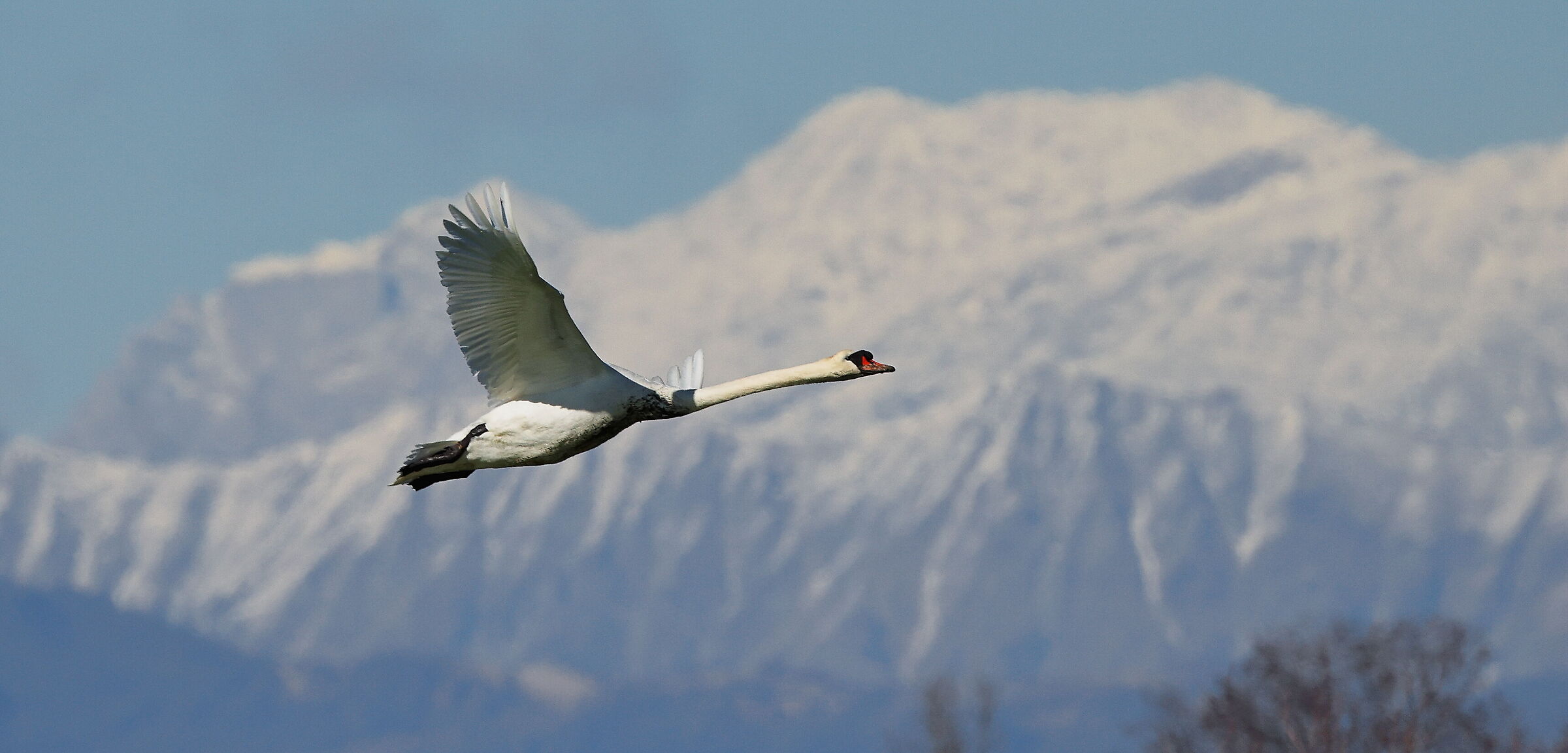 Cigno d'alta quota.