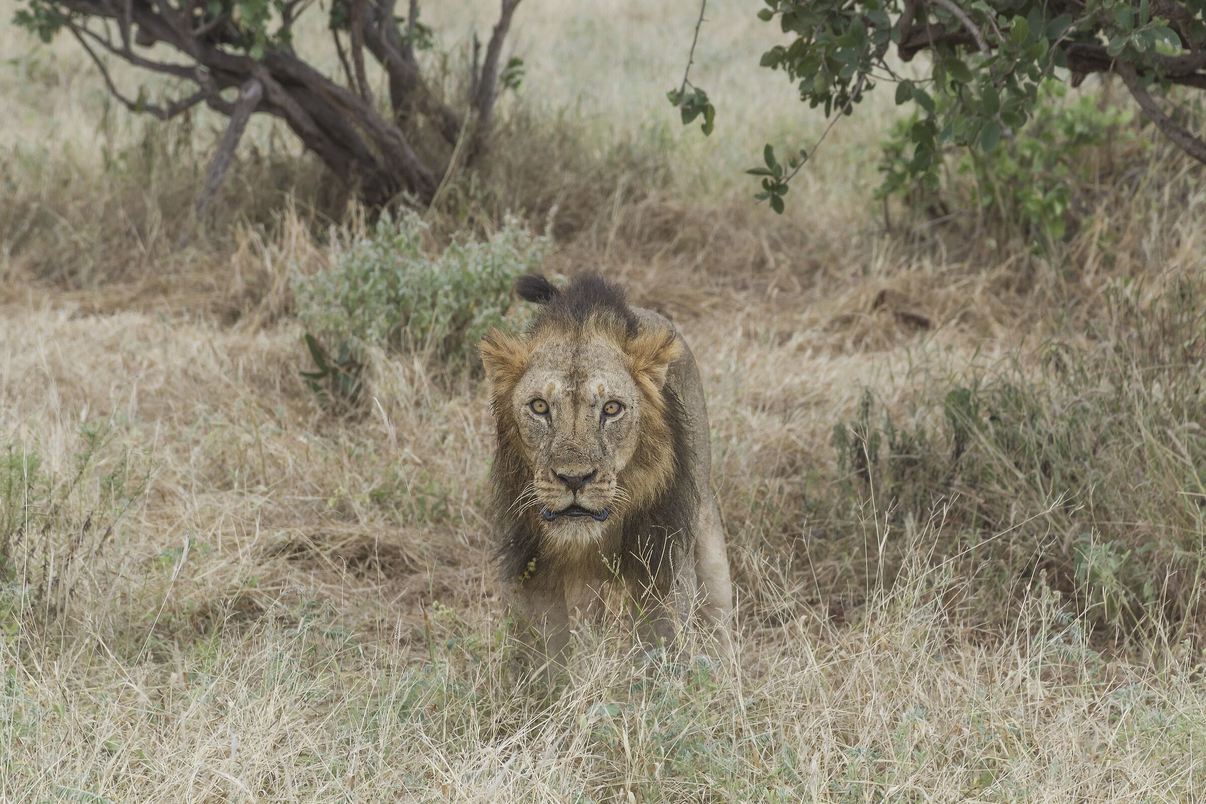 Un pò aggressivo....