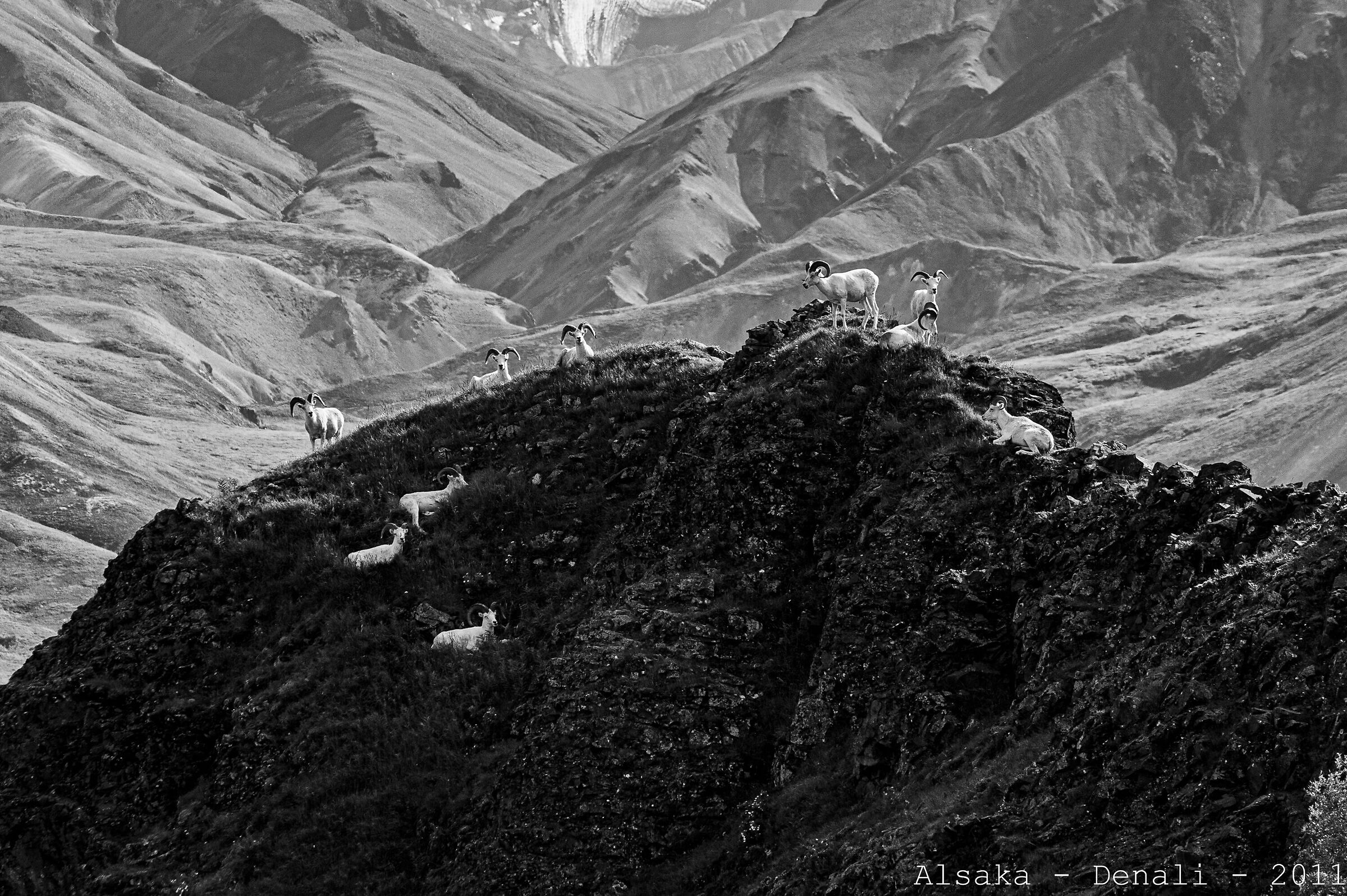 Bighorn Denali 2011