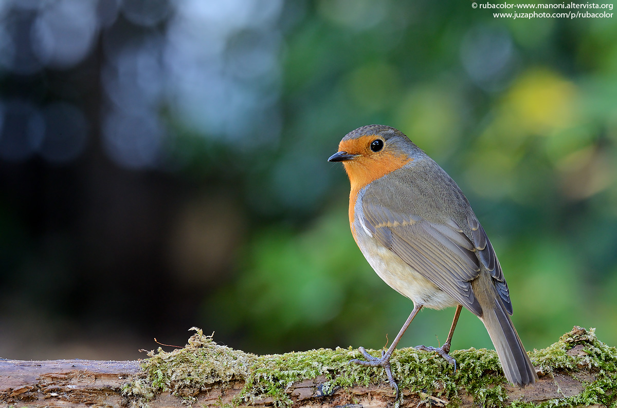 Robin between colors