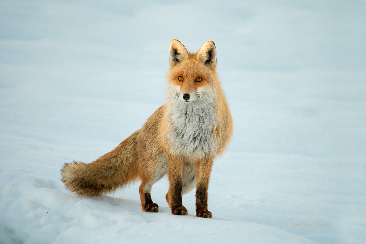 Volpe curiosa