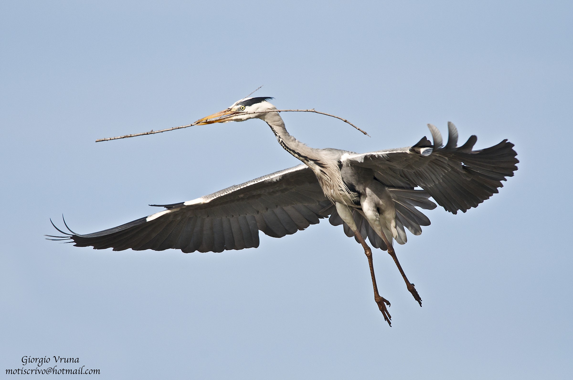 Grey Heron "bricklayer"