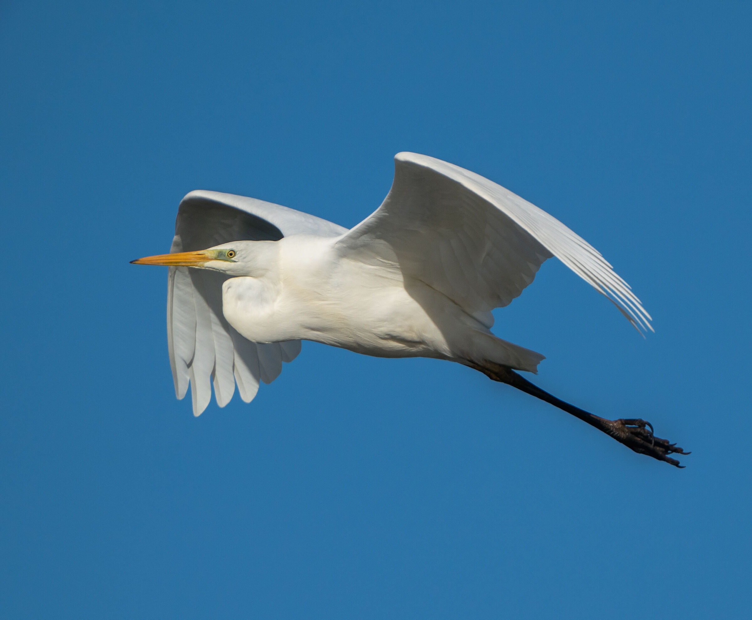 Ardea alba