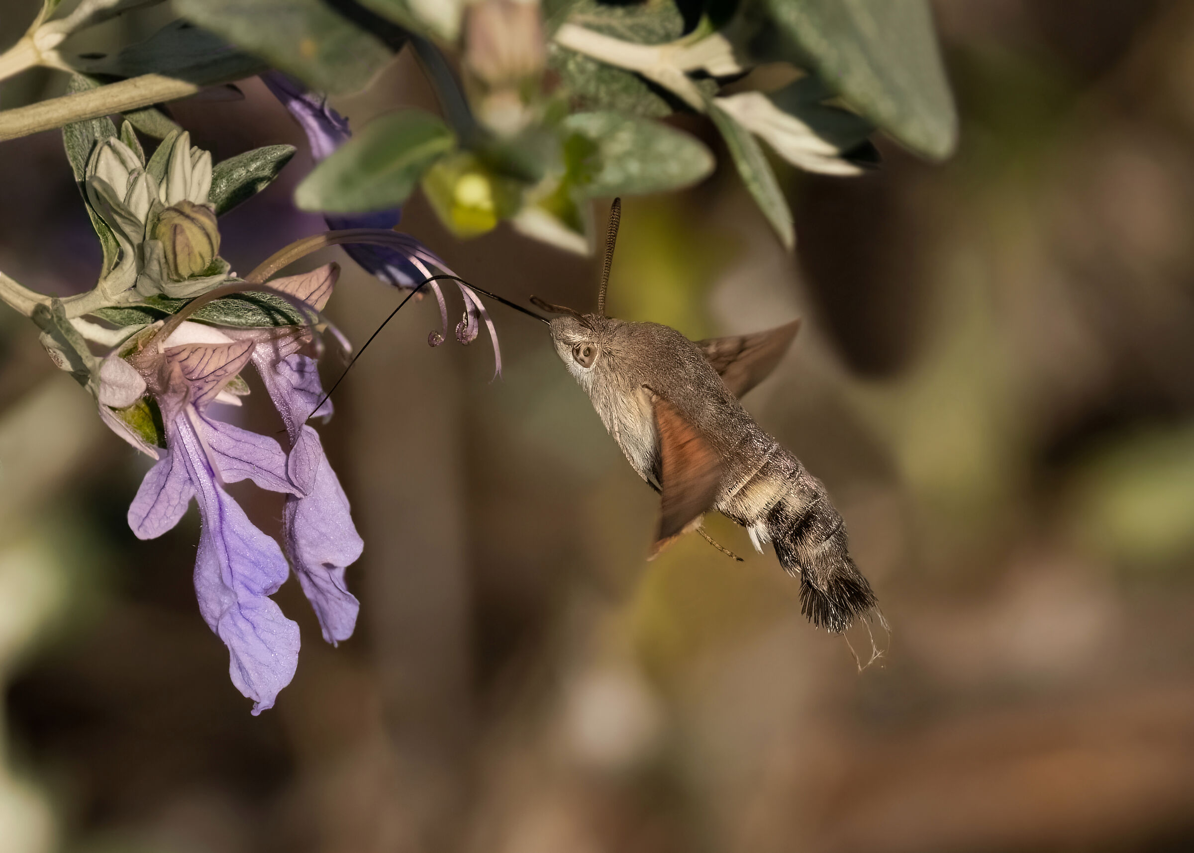 Macroglossum Stellatarum