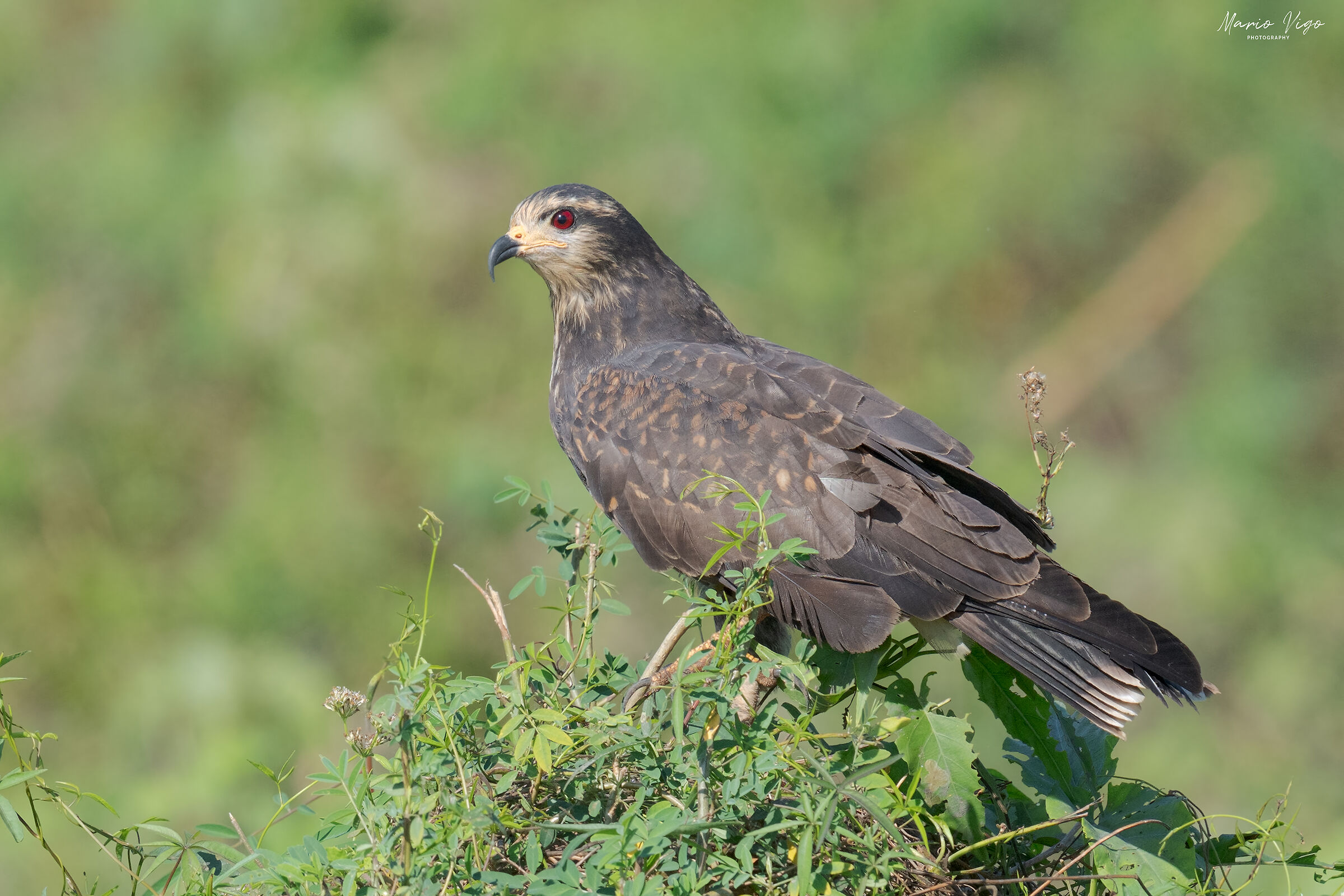 Nibbio chioccioliere (o delle Everglades)