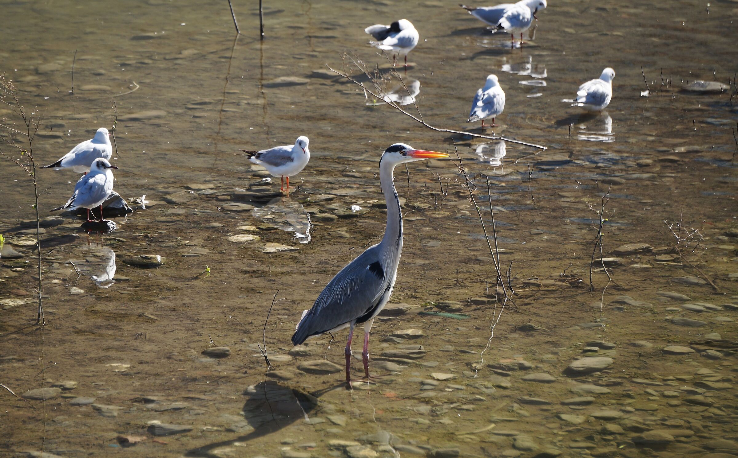 Grey heron