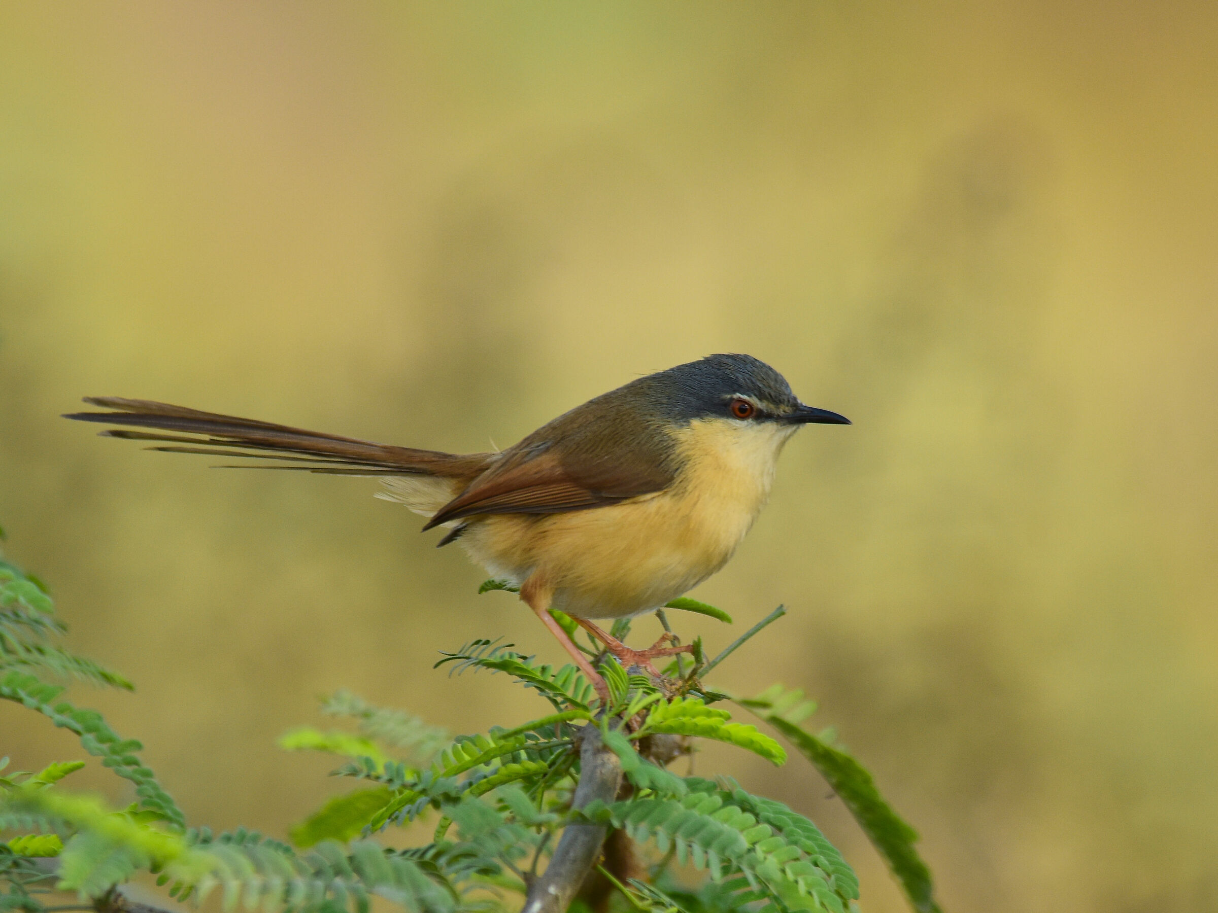 Ashy Prinia