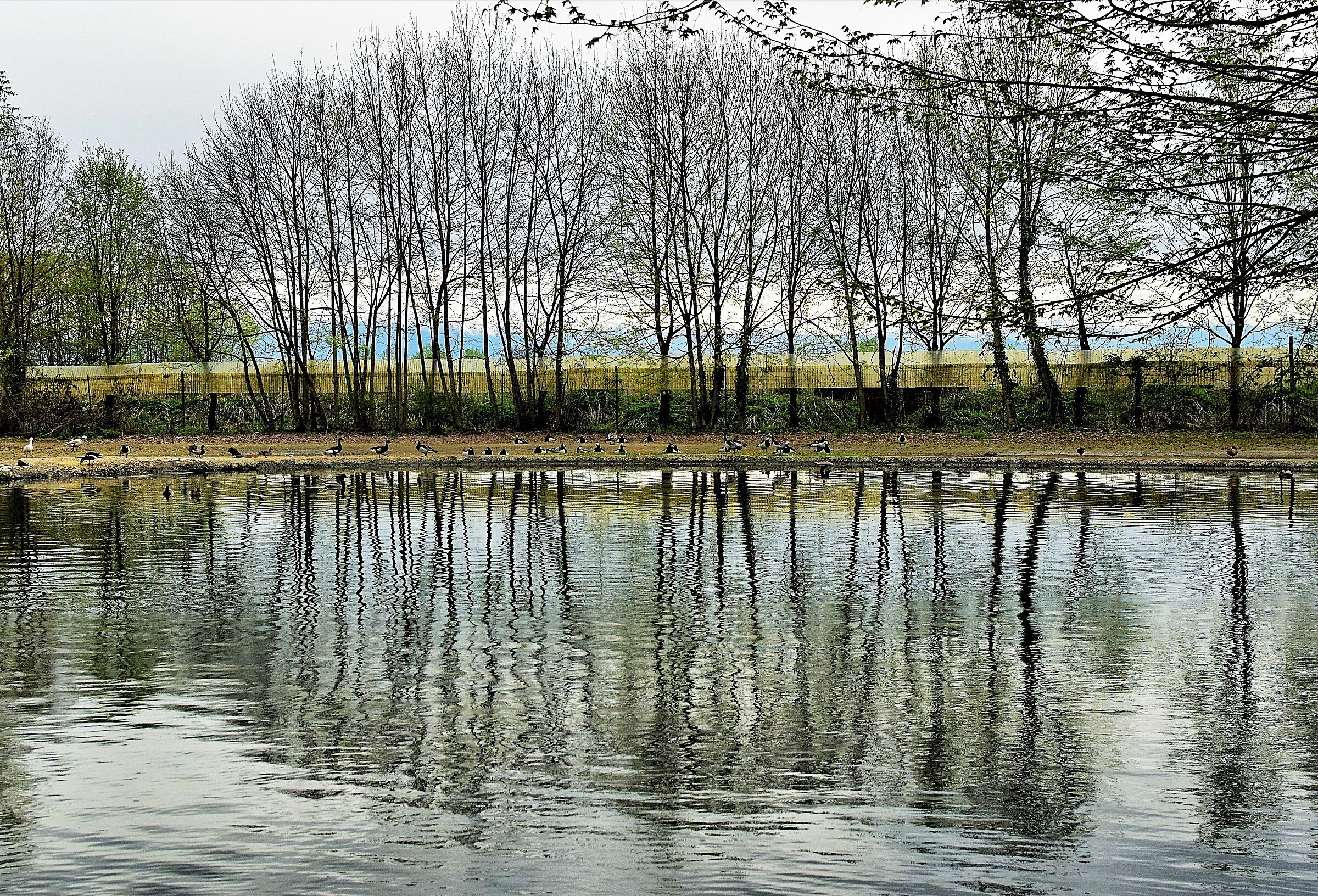 Il fascino degli alberi