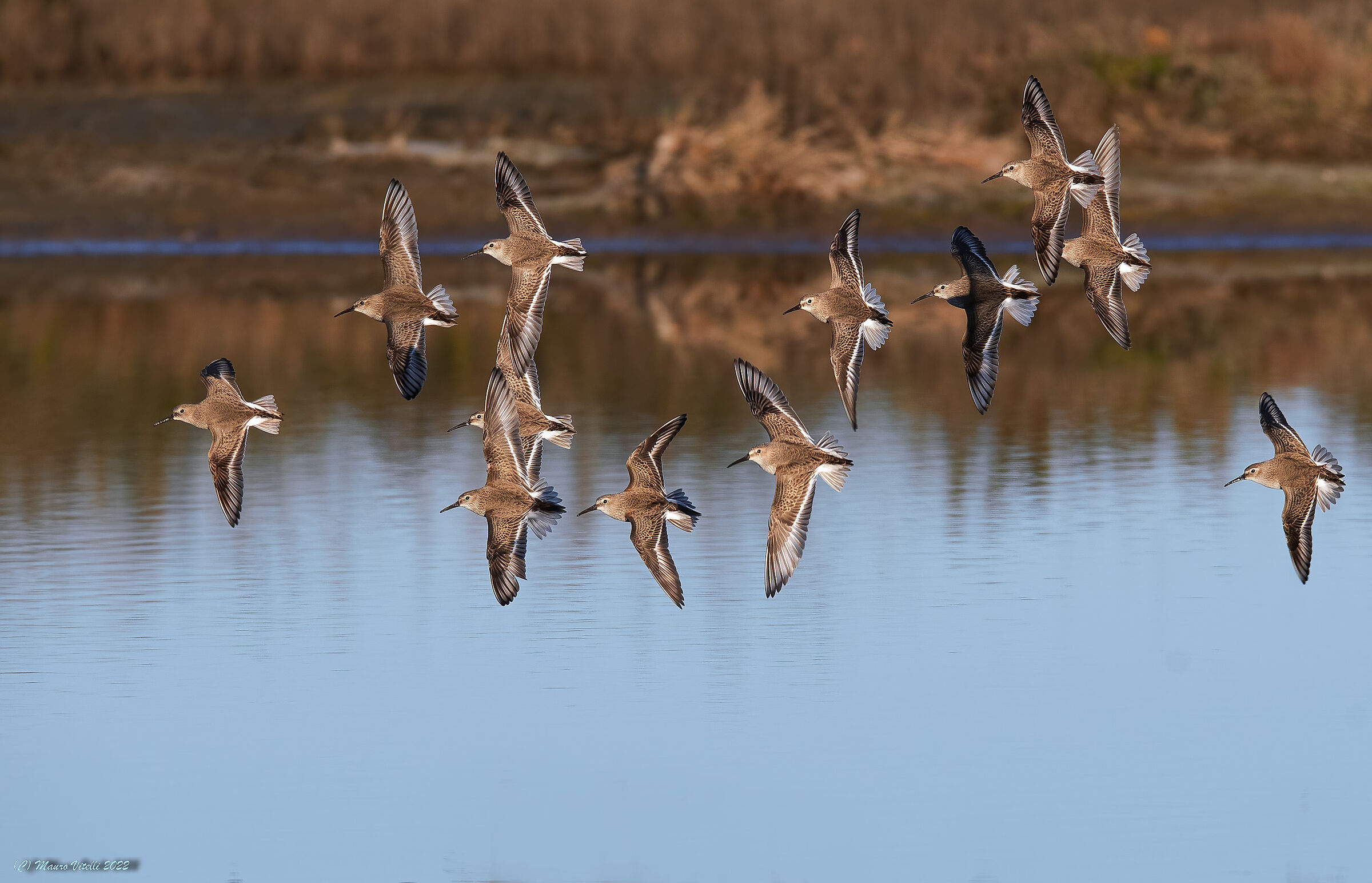 The turn of the Piovanelli (Calidris ferruginea)