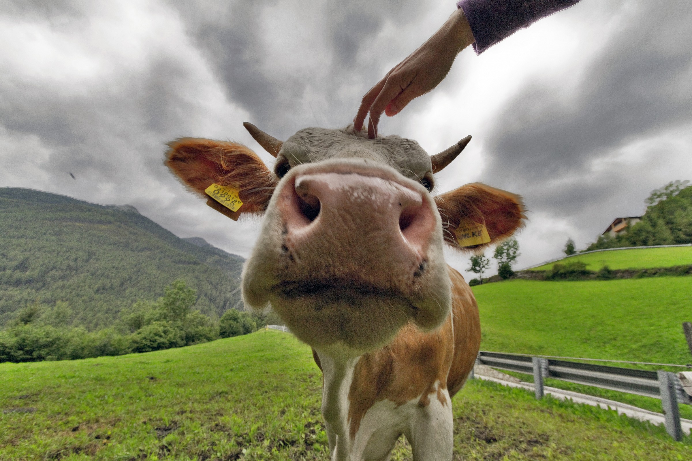 La Mucca di Montagna