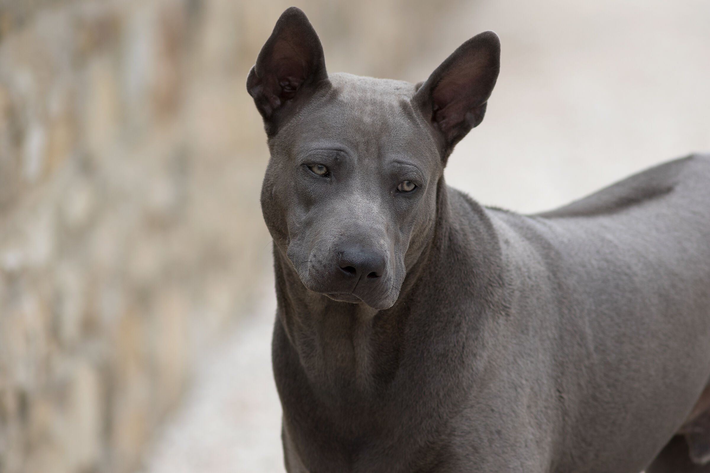 Thai Ridgeback Dog UK