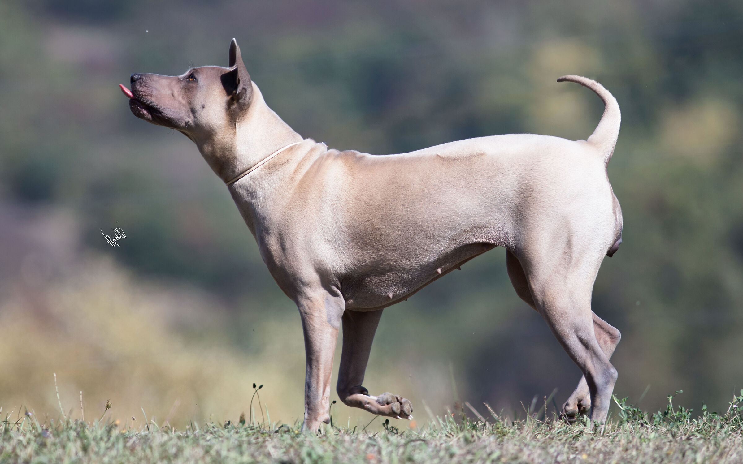 Thai Ridgeback Dog UK