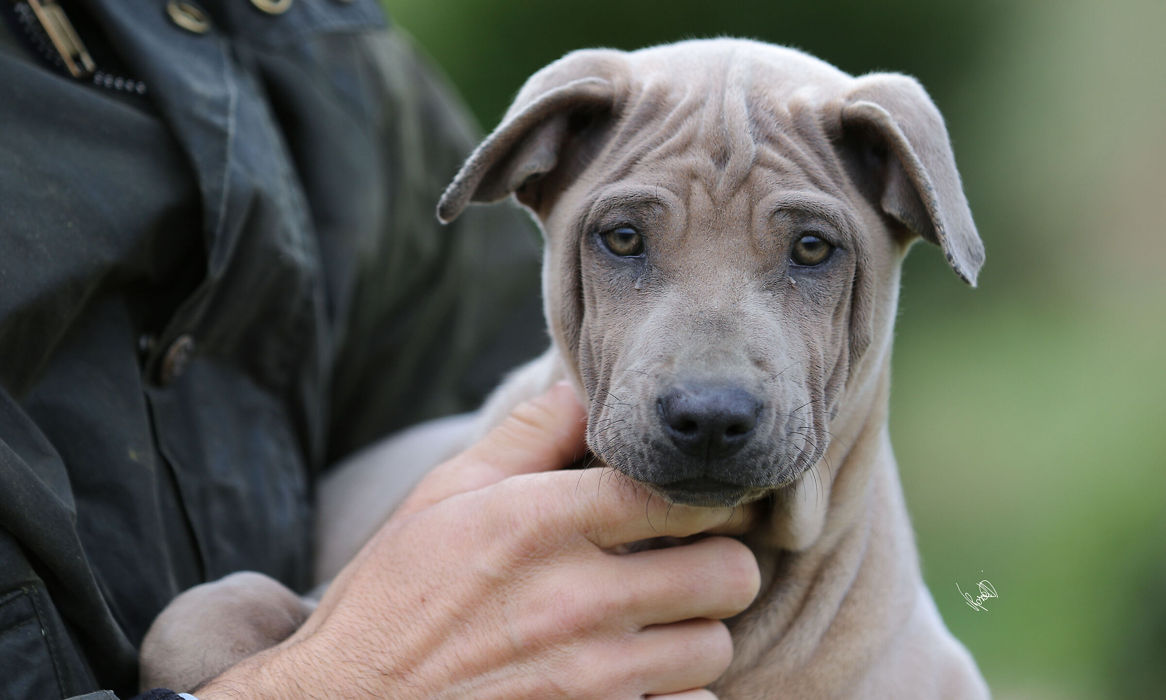 Thai Ridgeback Dog UK