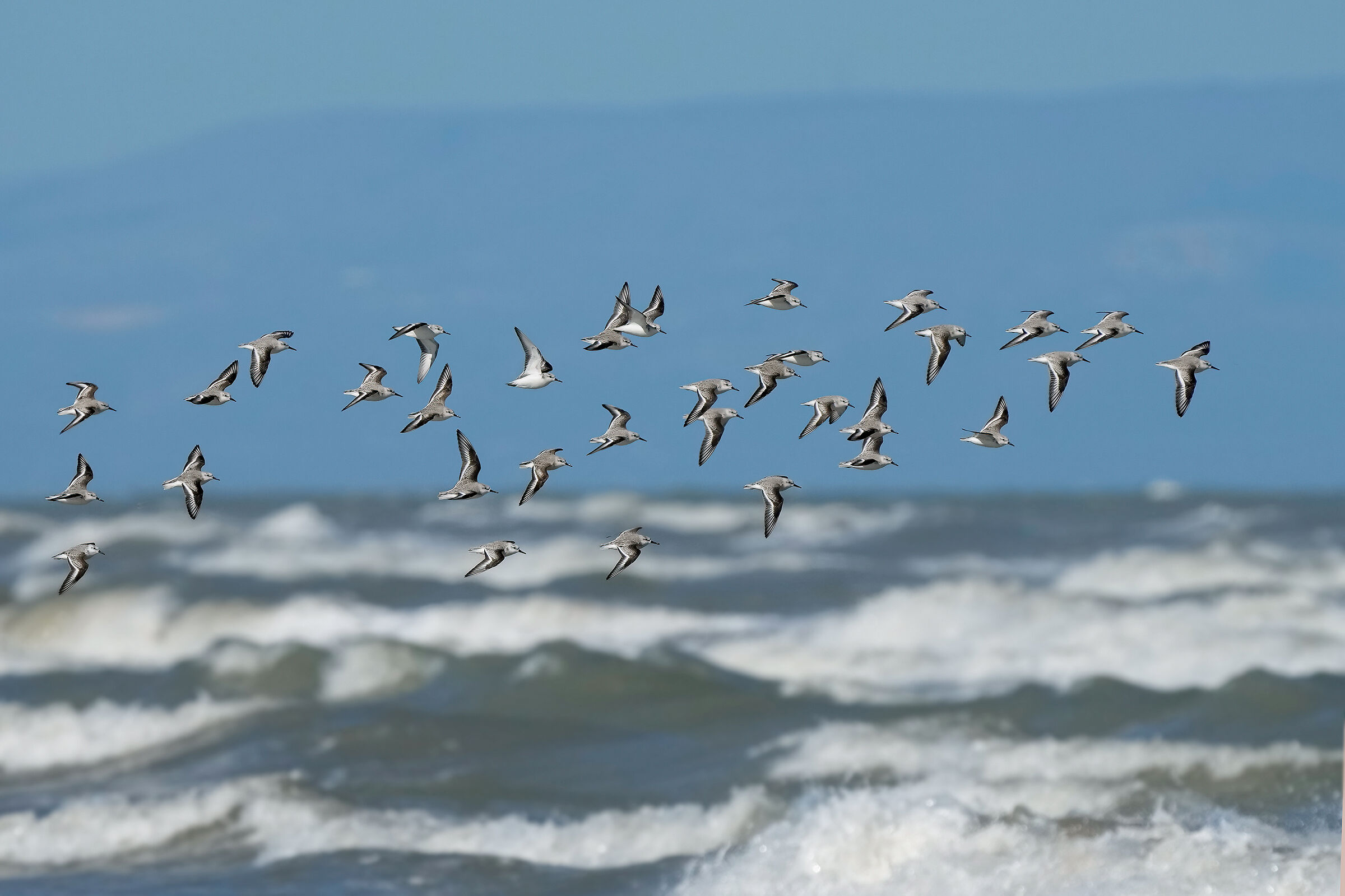 Three-toed sandpiper
