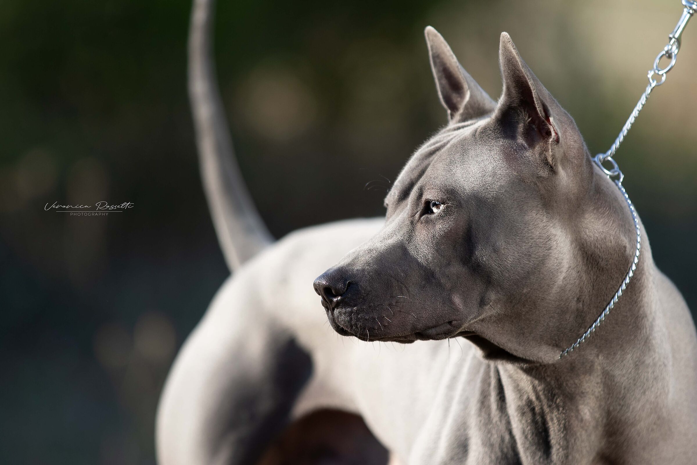 Thai Ridgeback Dog UK