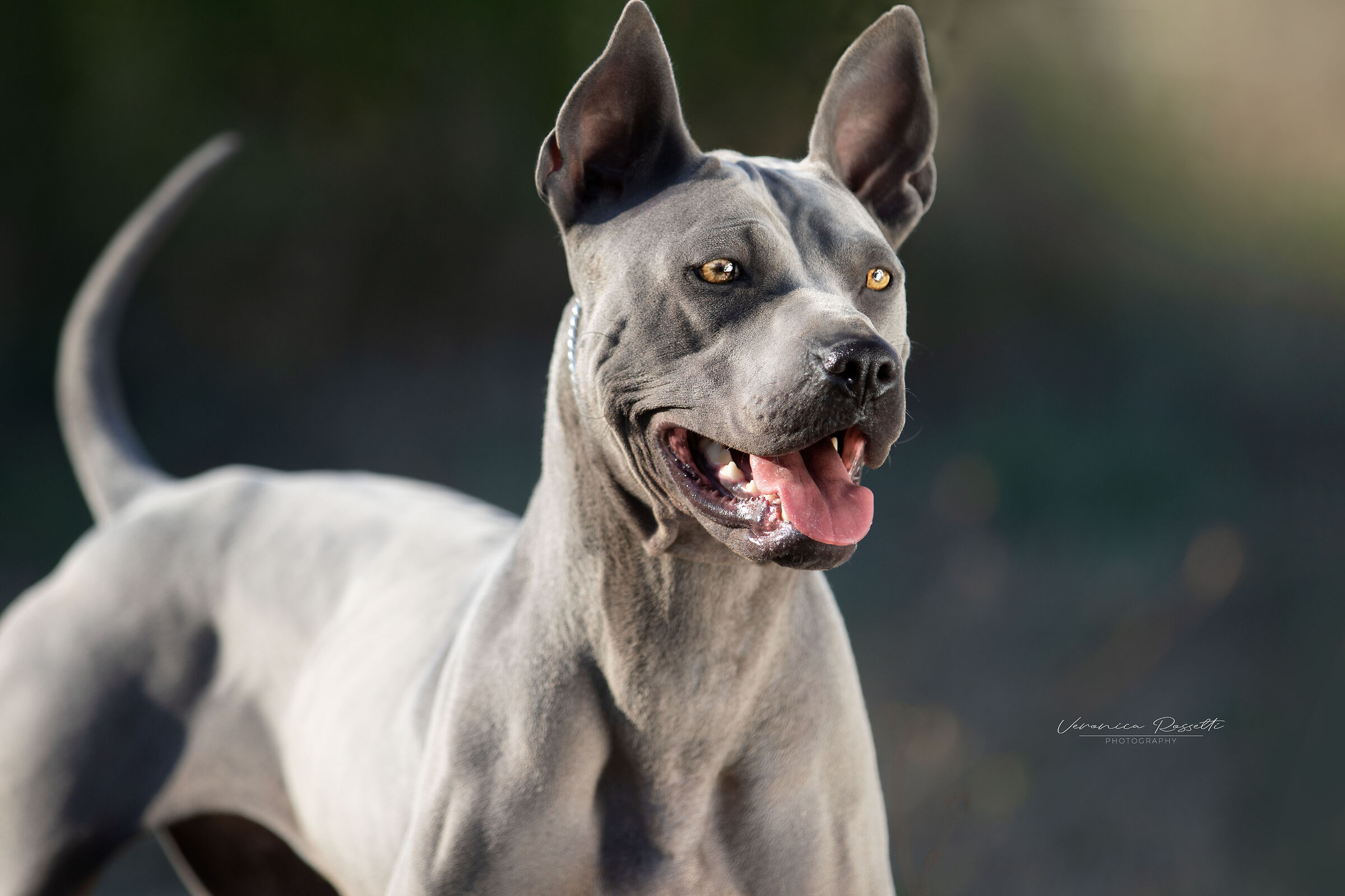 Thai Ridgeback Dog UK