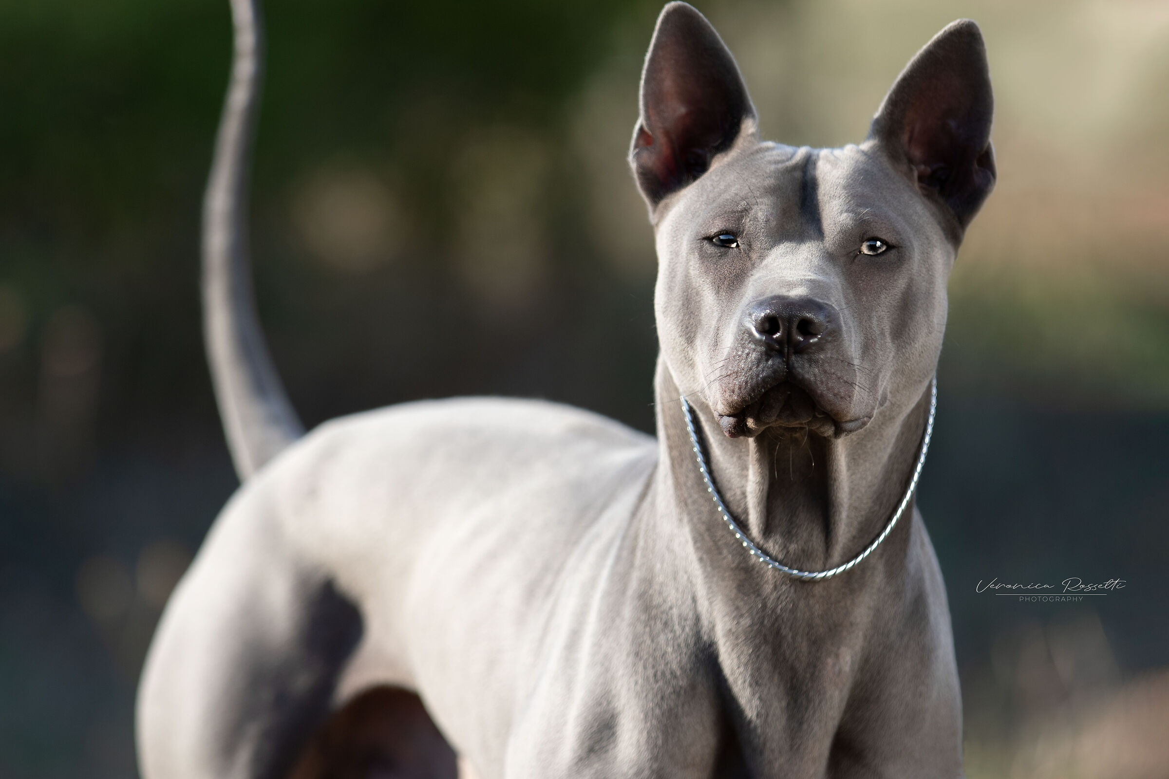 Thai Ridgeback Dog UK
