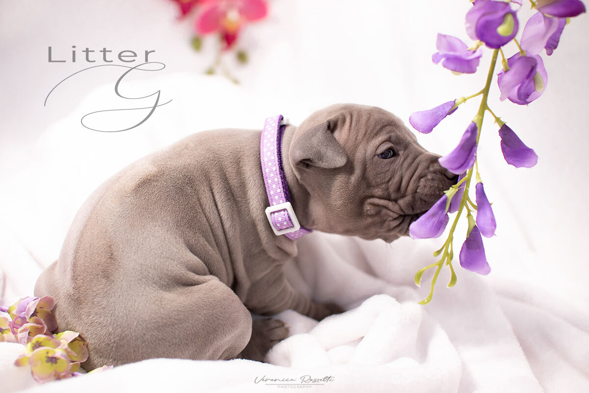 Thai Ridgeback Dog UK