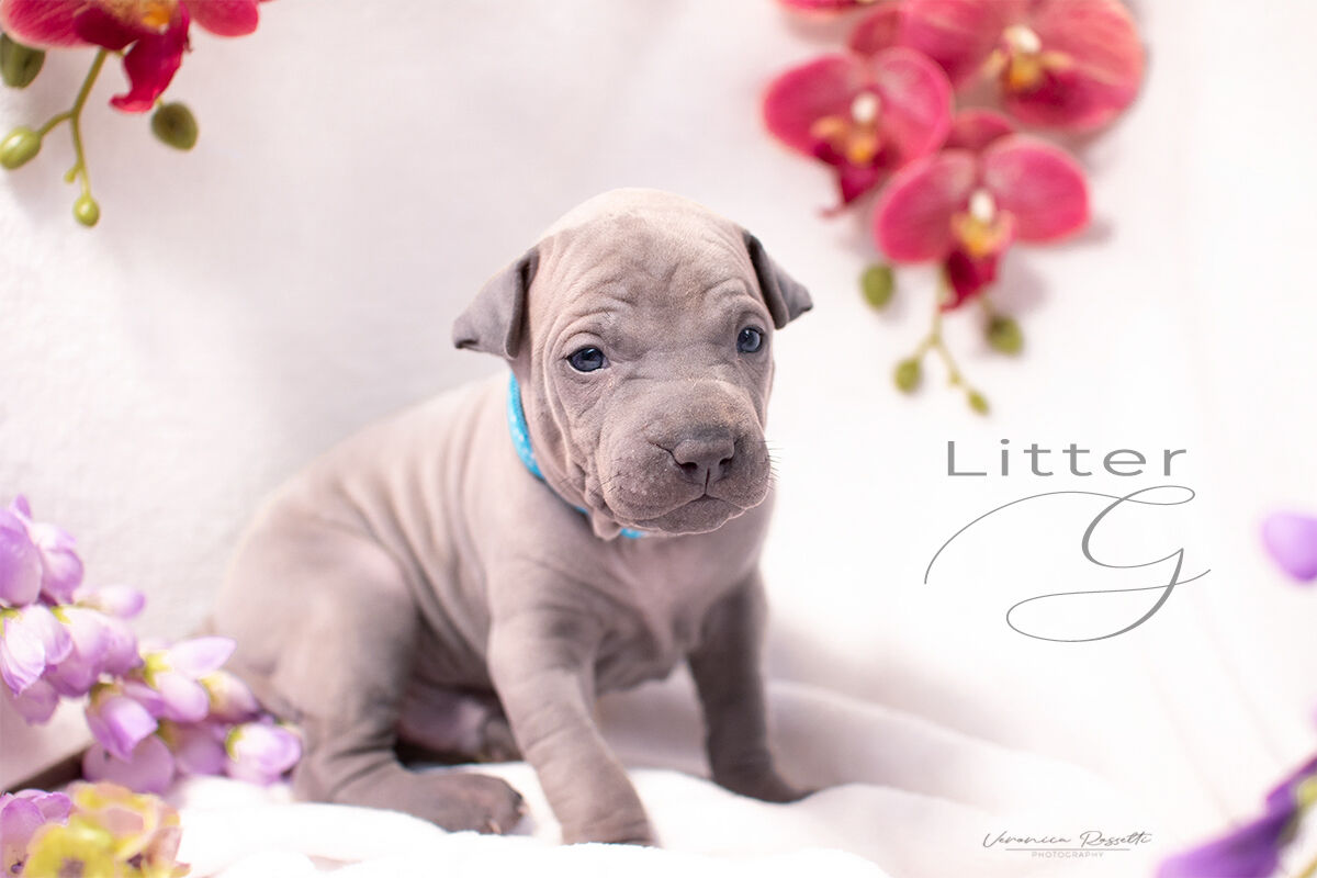 Thai Ridgeback Dog UK