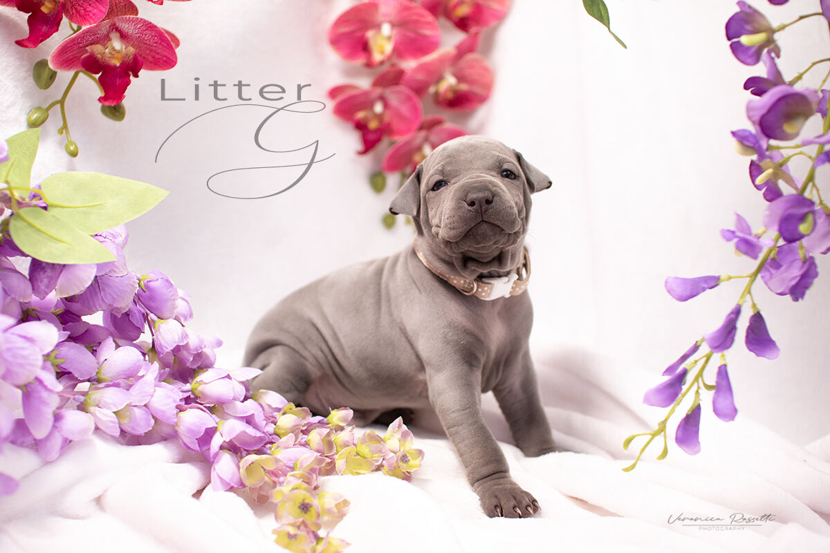 Thai Ridgeback Dog UK