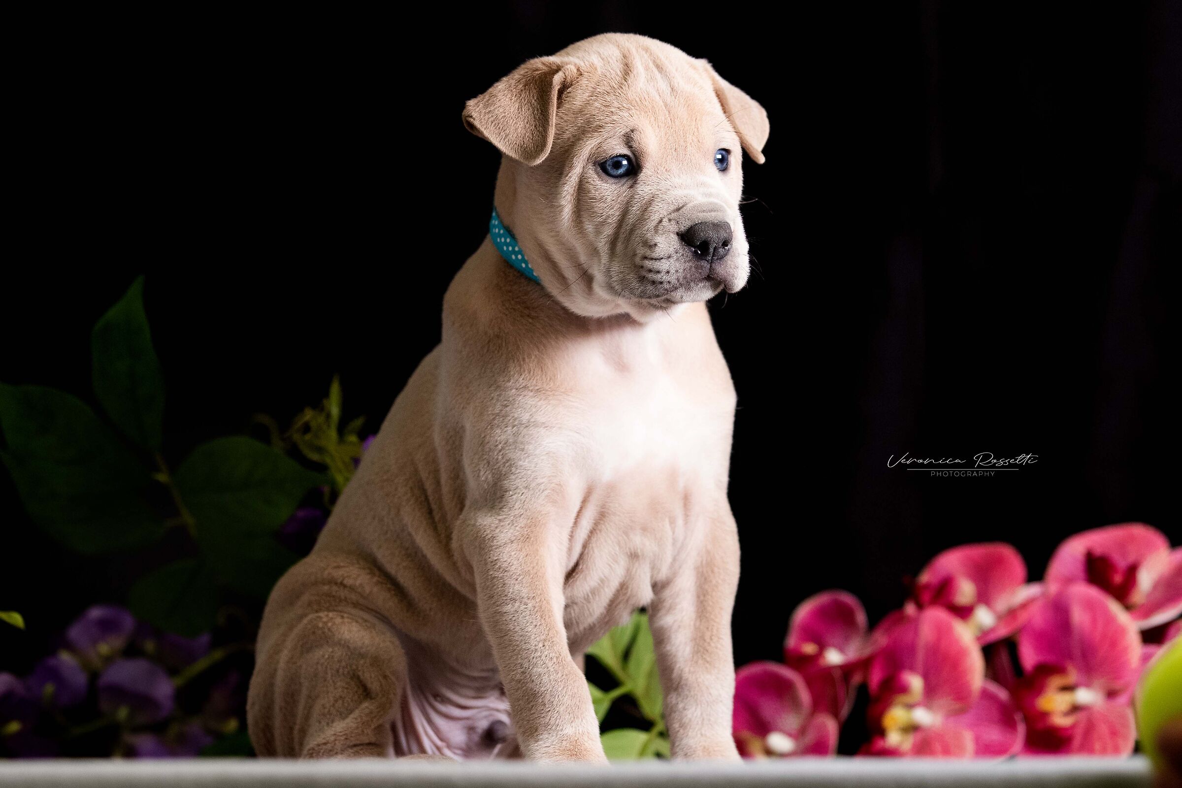 Thai Ridgeback Dog UK