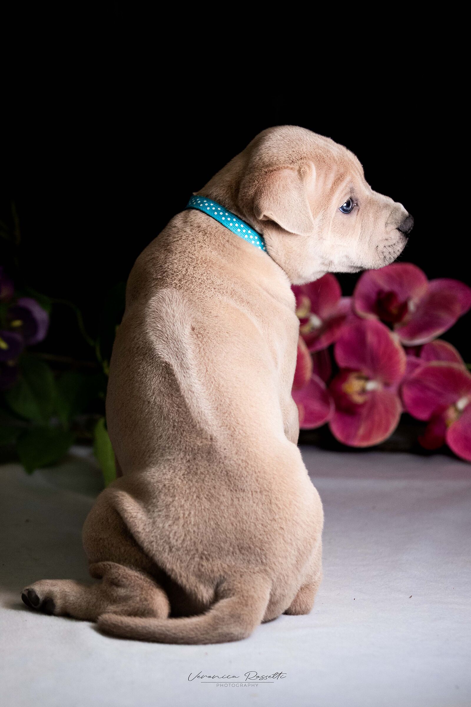 Thai Ridgeback Dog UK