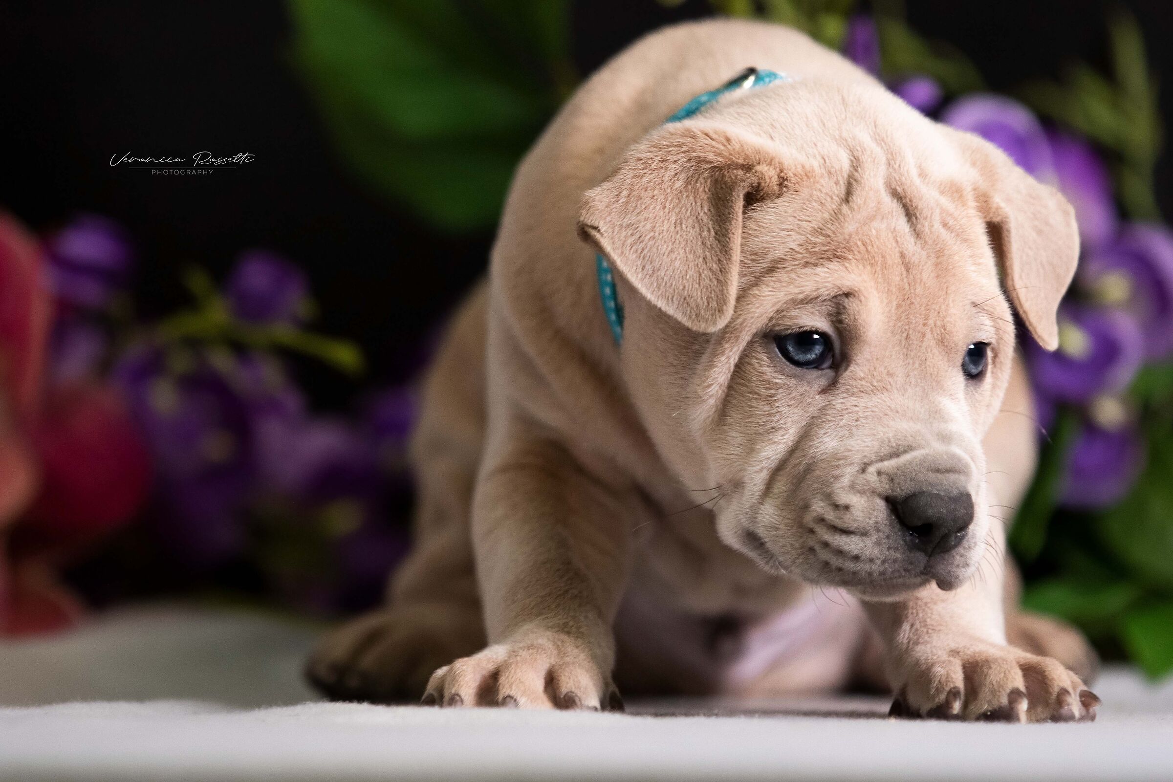 Thai Ridgeback Dog UK
