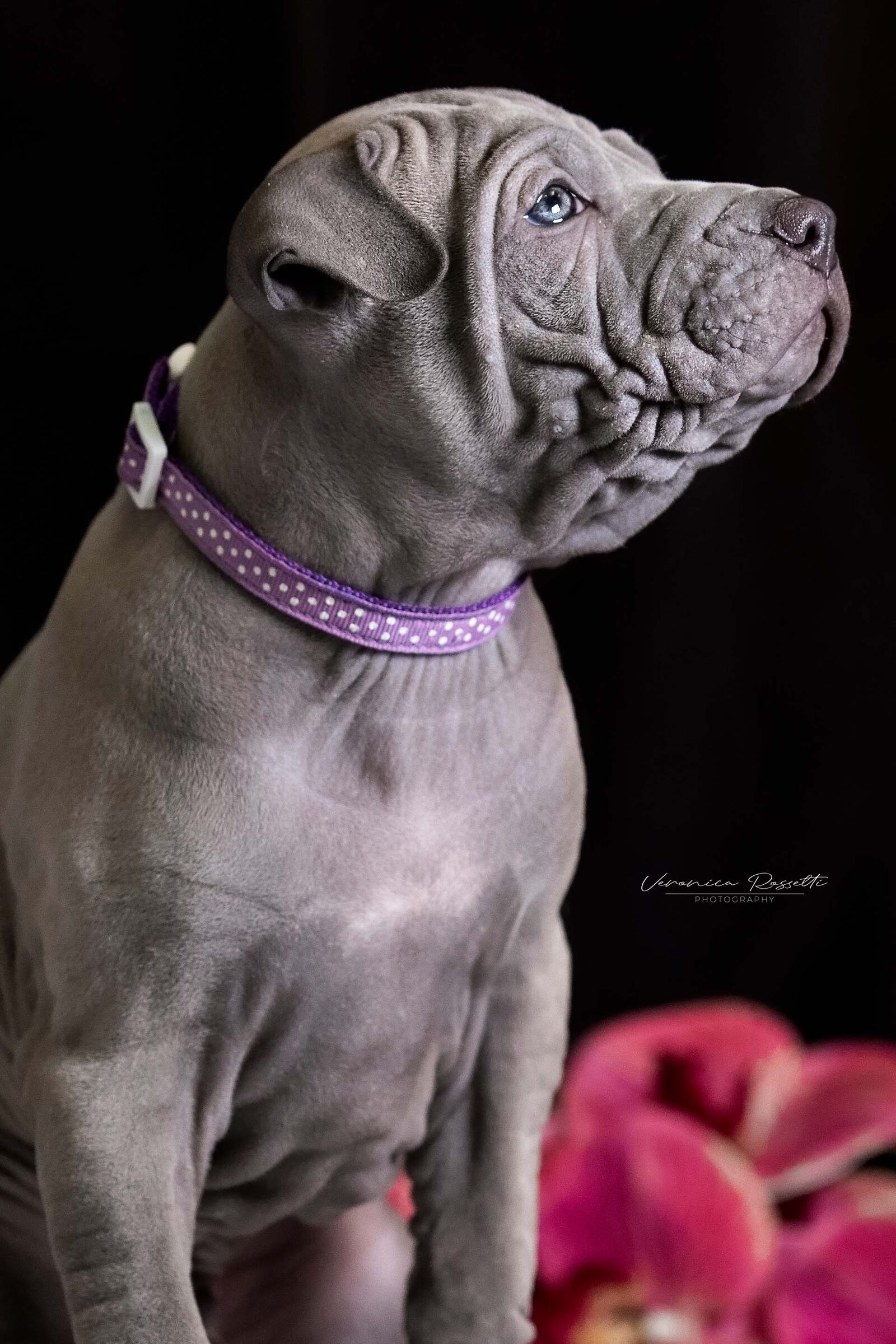 Thai Ridgeback Dog UK