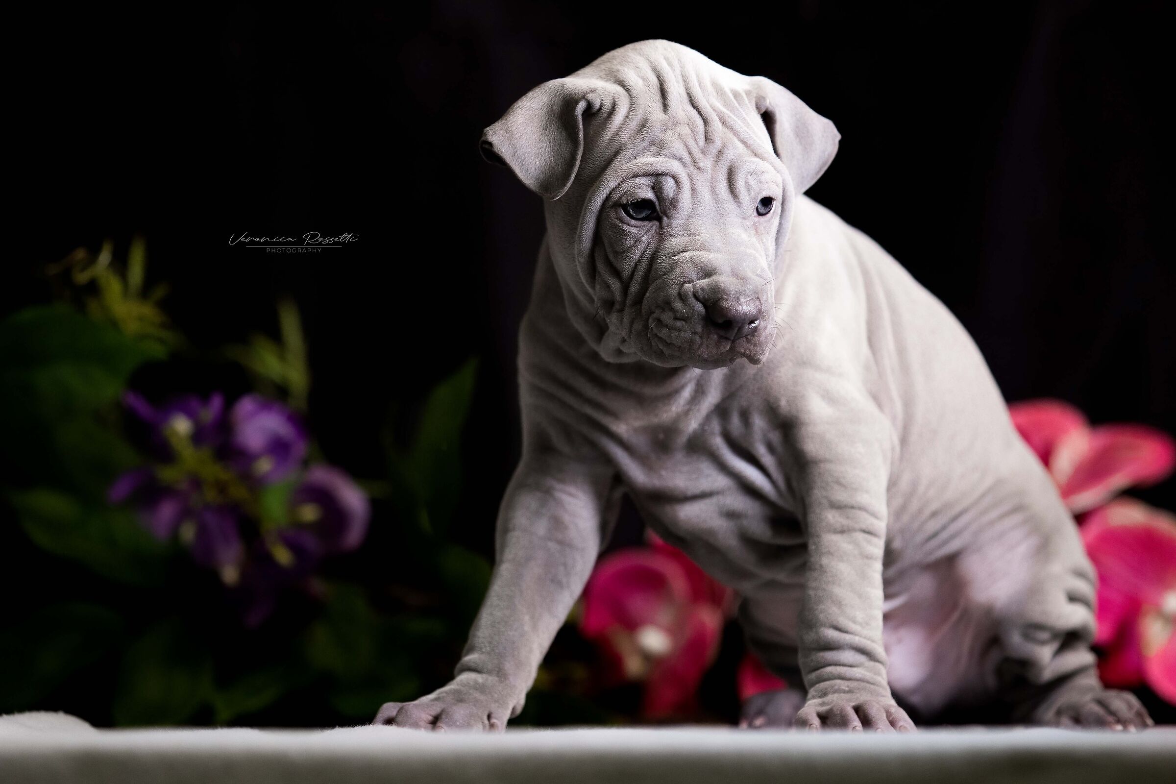 Thai Ridgeback Dog UK