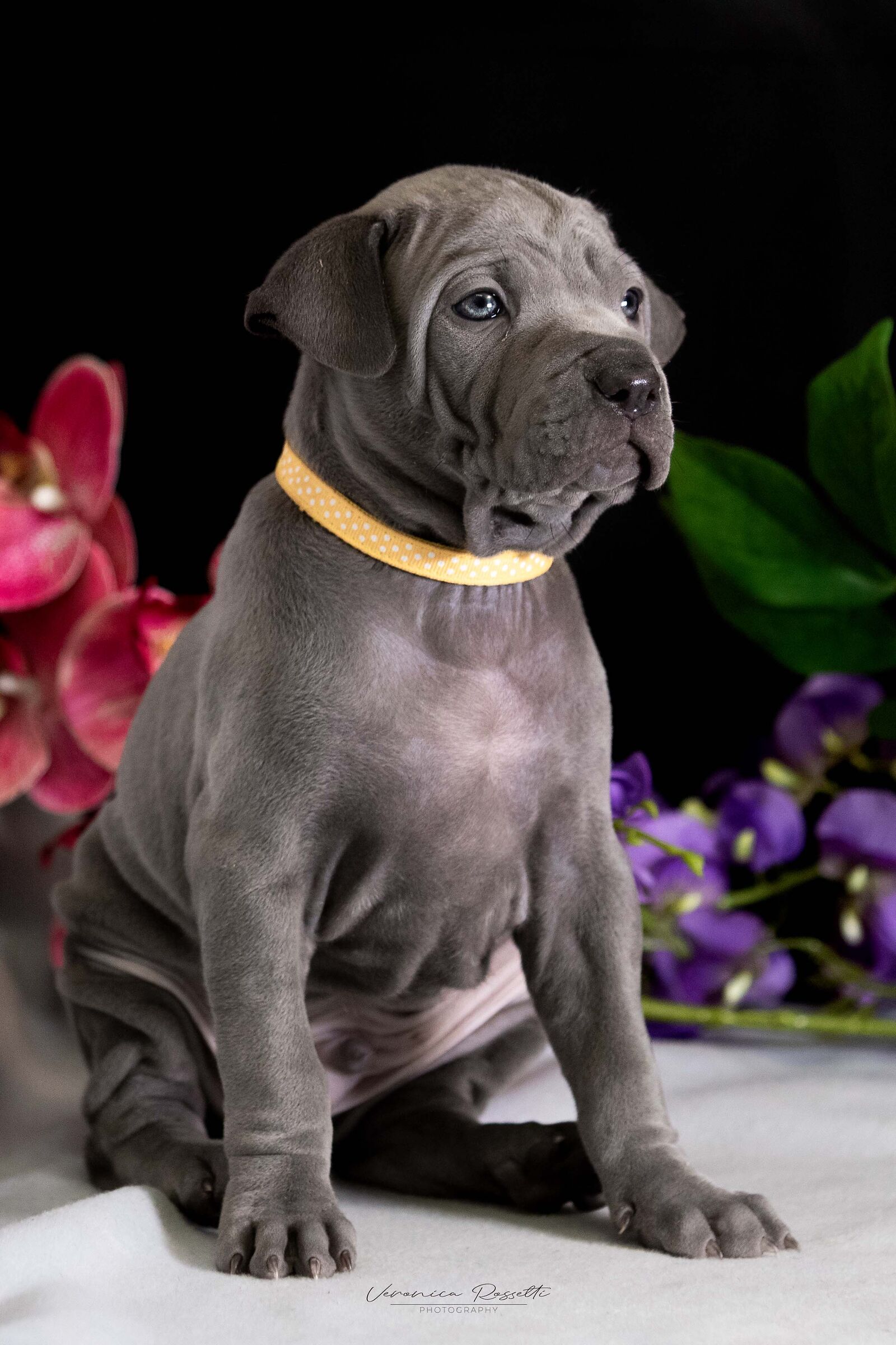Thai Ridgeback Dog UK