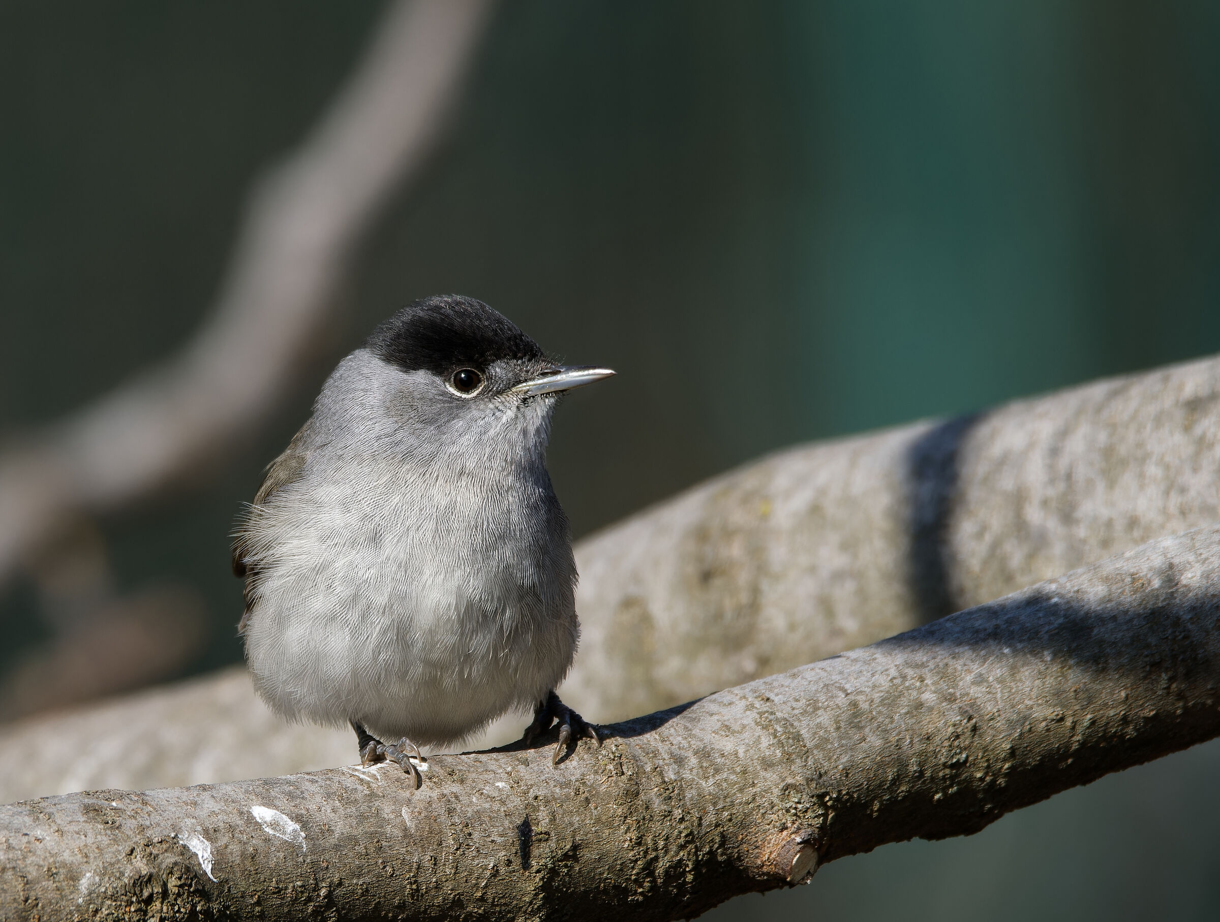 Blackcap