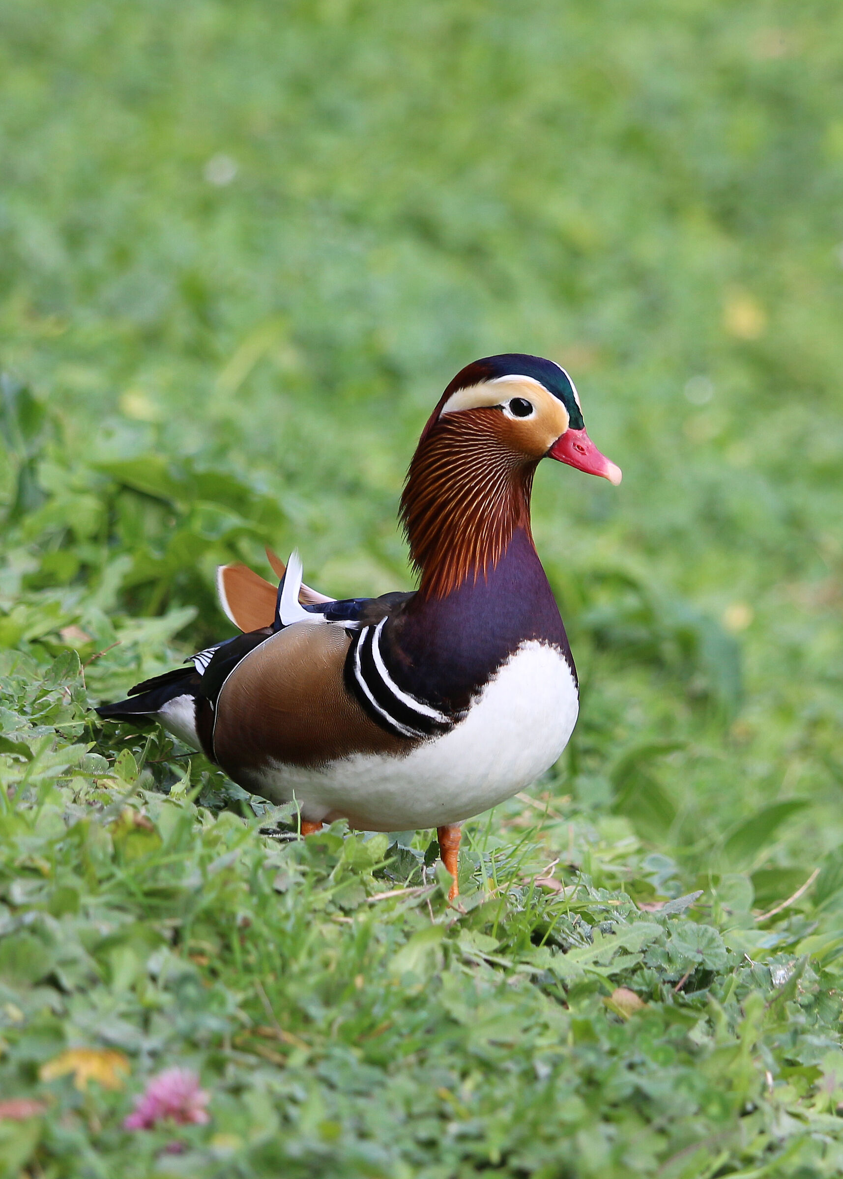 Mandarin duck